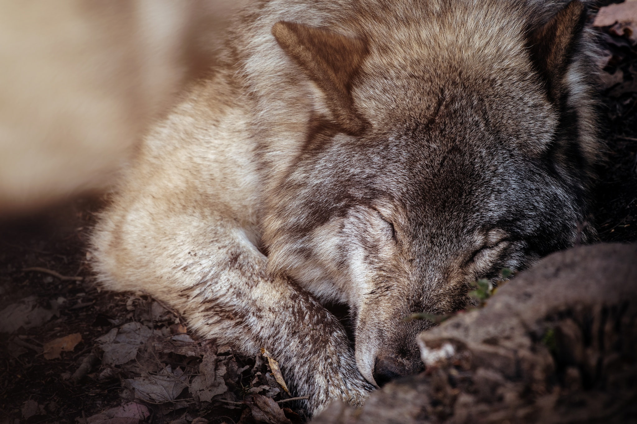 animal themes, no people, animal, eyes closed, close-up, animals in the wild, day, animals, vertebrate, domestic animals, wolf, nature, animal head, mammal, HD Wallpaper