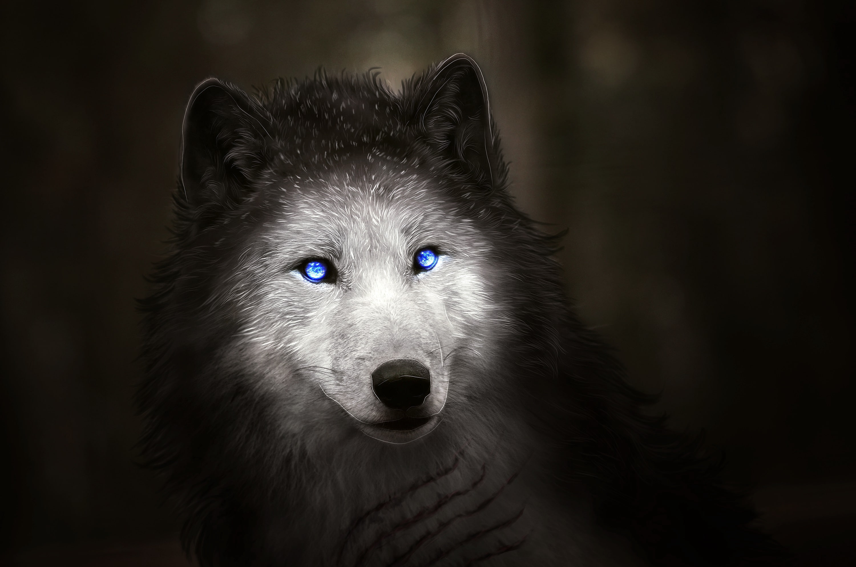 Wolf, 2K, Blue eyes, Digital art, HD Wallpaper