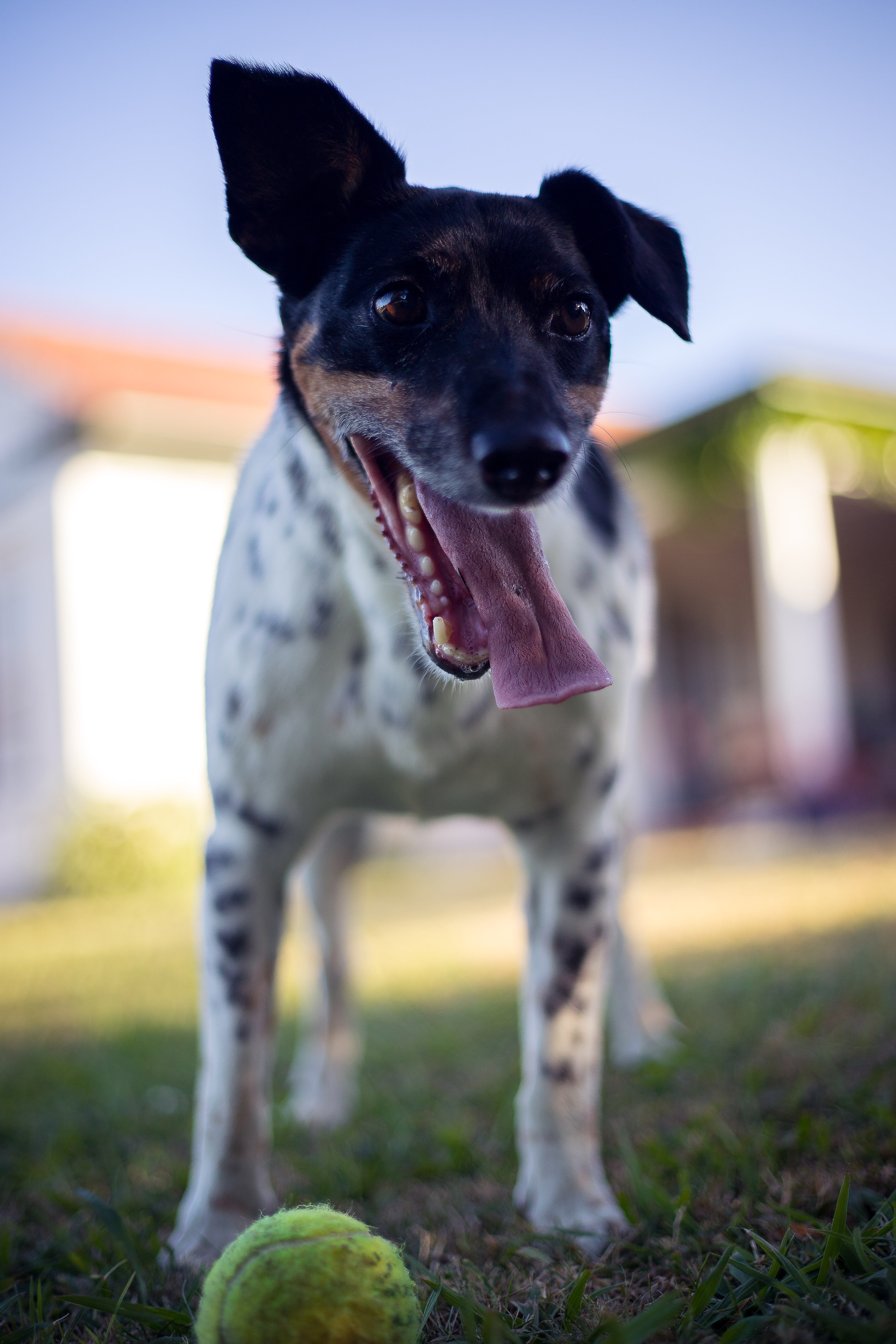 ball, mouth open, green, rat, canine, terrier, no people, animal themes, brown, photography, looking at camera, grass, face, focus on foreground, selective, Phone HD Wallpaper