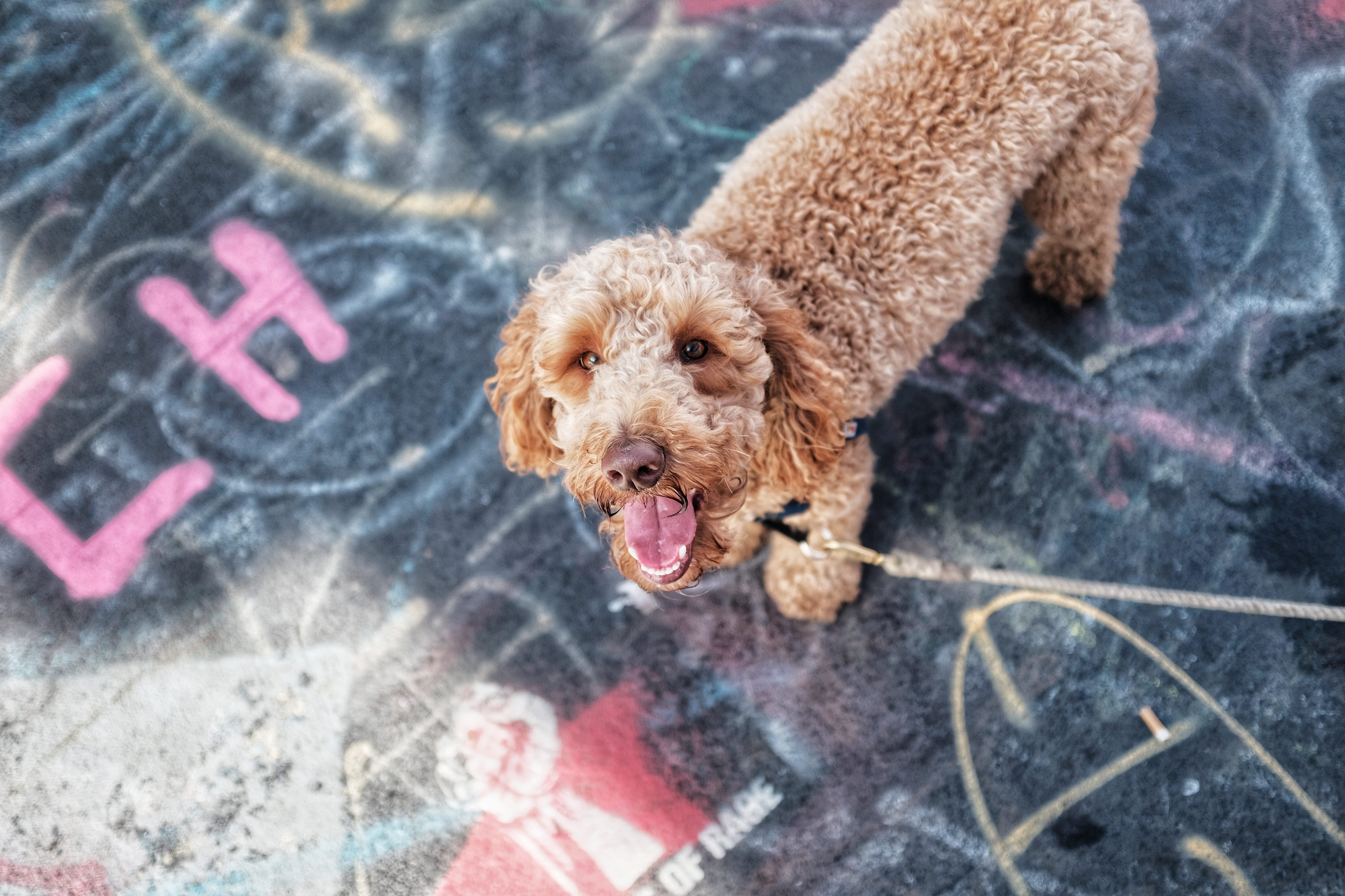 adult, focus, brown, standard, coated, pet, graffiti, footpath, focus on foreground, 5K, domestic, canine, short, pets, facial expression, photo, small, HD Wallpaper