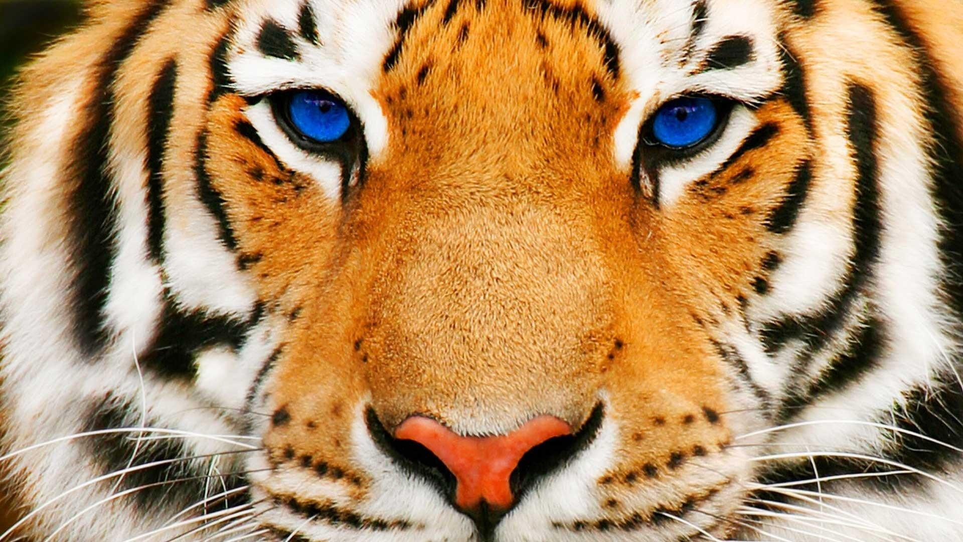 animal, eyes, feline, tiger, blue, animals, 1080P, wild, HD Wallpaper