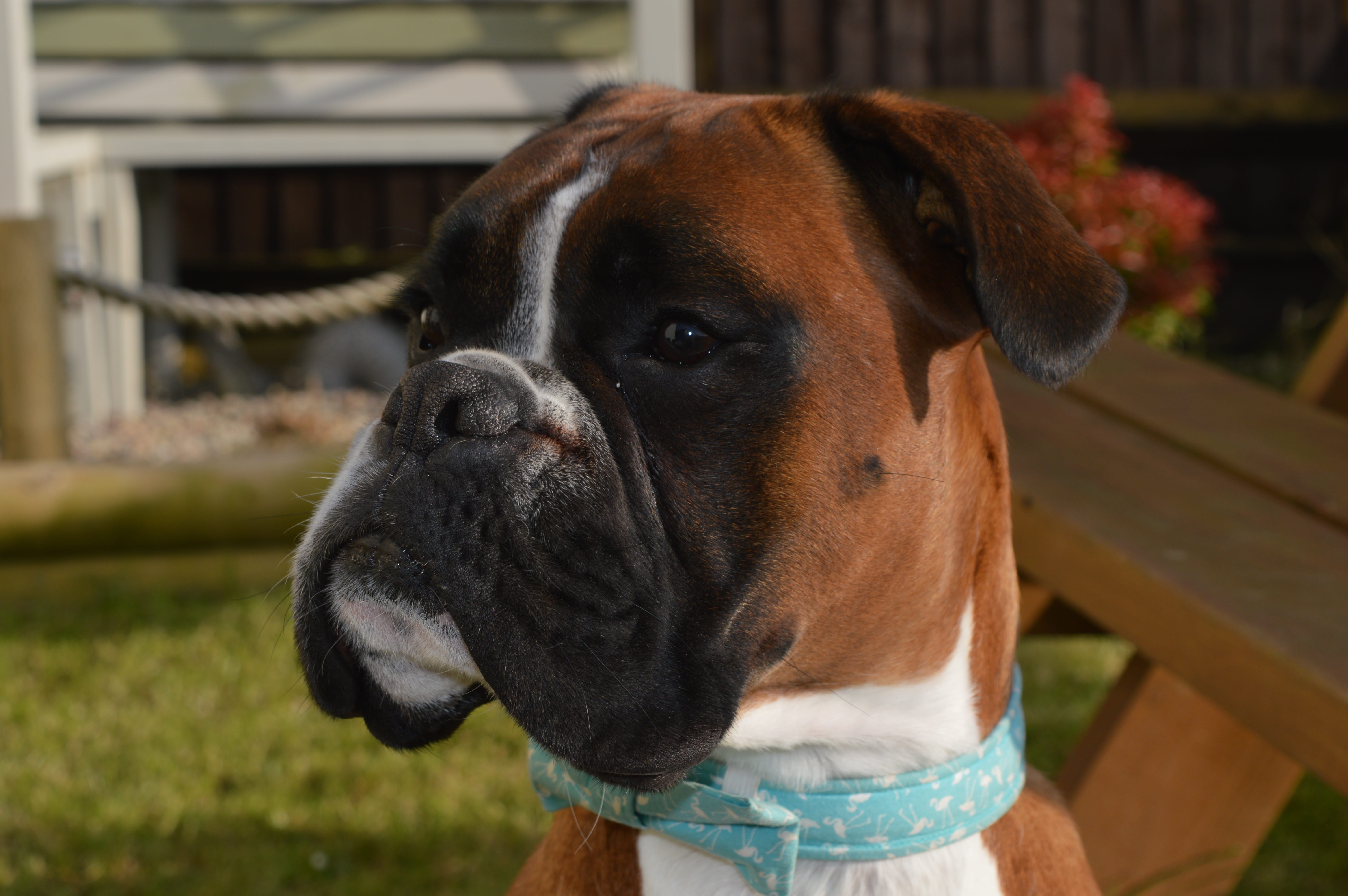 pets, pet, canine, animal, looking, close-up, cute, boxer dog, mammal, outdoors, animal body part, domestic animals, 5K, focus on foreground, animal head, HD Wallpaper