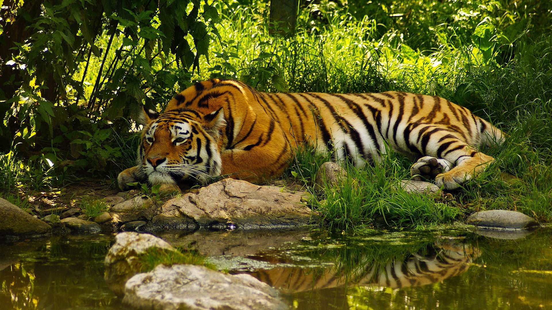 carnivora, africa, safari, animals in the wild, water, fierce, domestic cat, striped, no people, dangerous, feline, whiskers, wild, animal wildlife, beast, HD Wallpaper