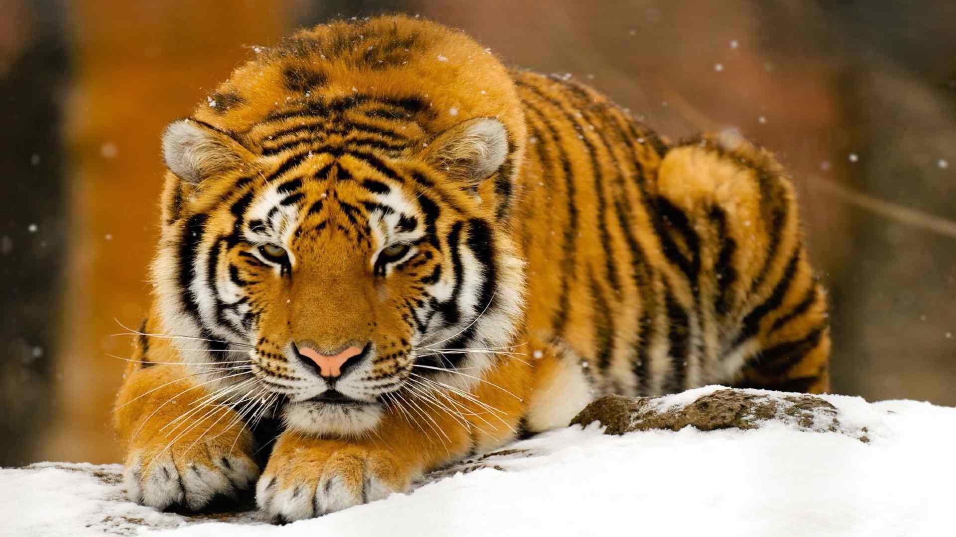 one animal, africa, portrait, wild, stripes, tiger cat, animal wildlife, cat, snowing, eye, safari, whiskers, zoo, fierce, animal themes, tiger, big cat, HD Wallpaper