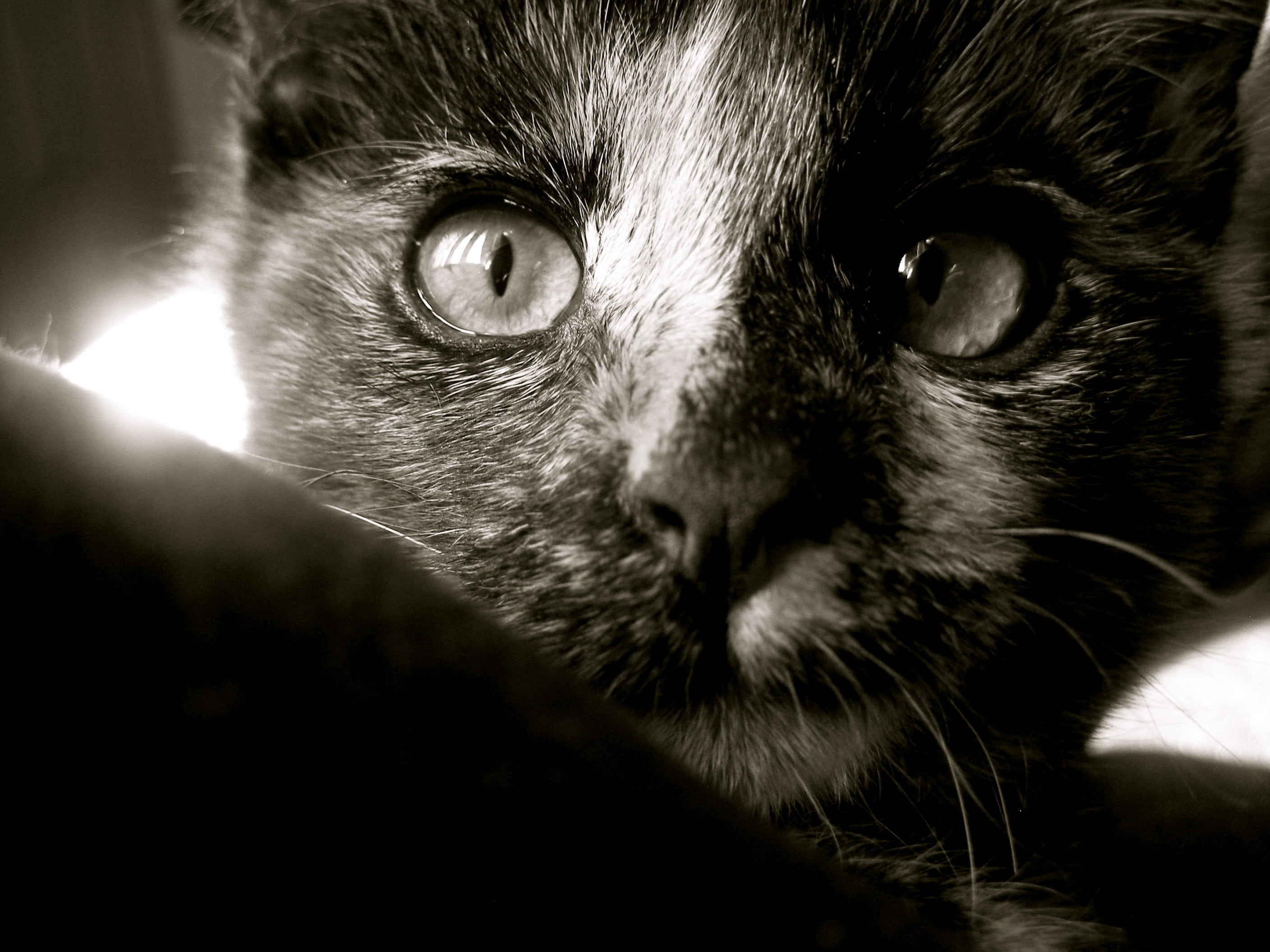 domestic, animal head, 2K, pet, fluffy, one animal, young small, tabby, domestic animals, white, animal eye, animal, looking at camera, black, close-up, HD Wallpaper
