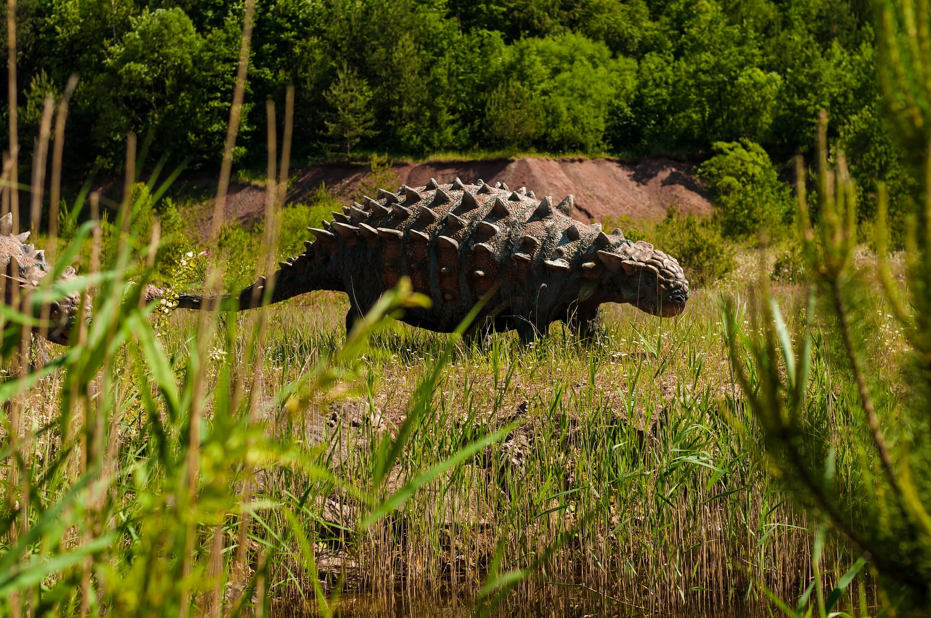 fierce, animal themes, one animal, fight, nature, 1080P, forest, park, dinosaur, old, mammal, outdoors, day, no people, animals in the wild, grass, animal wildlife, HD Wallpaper
