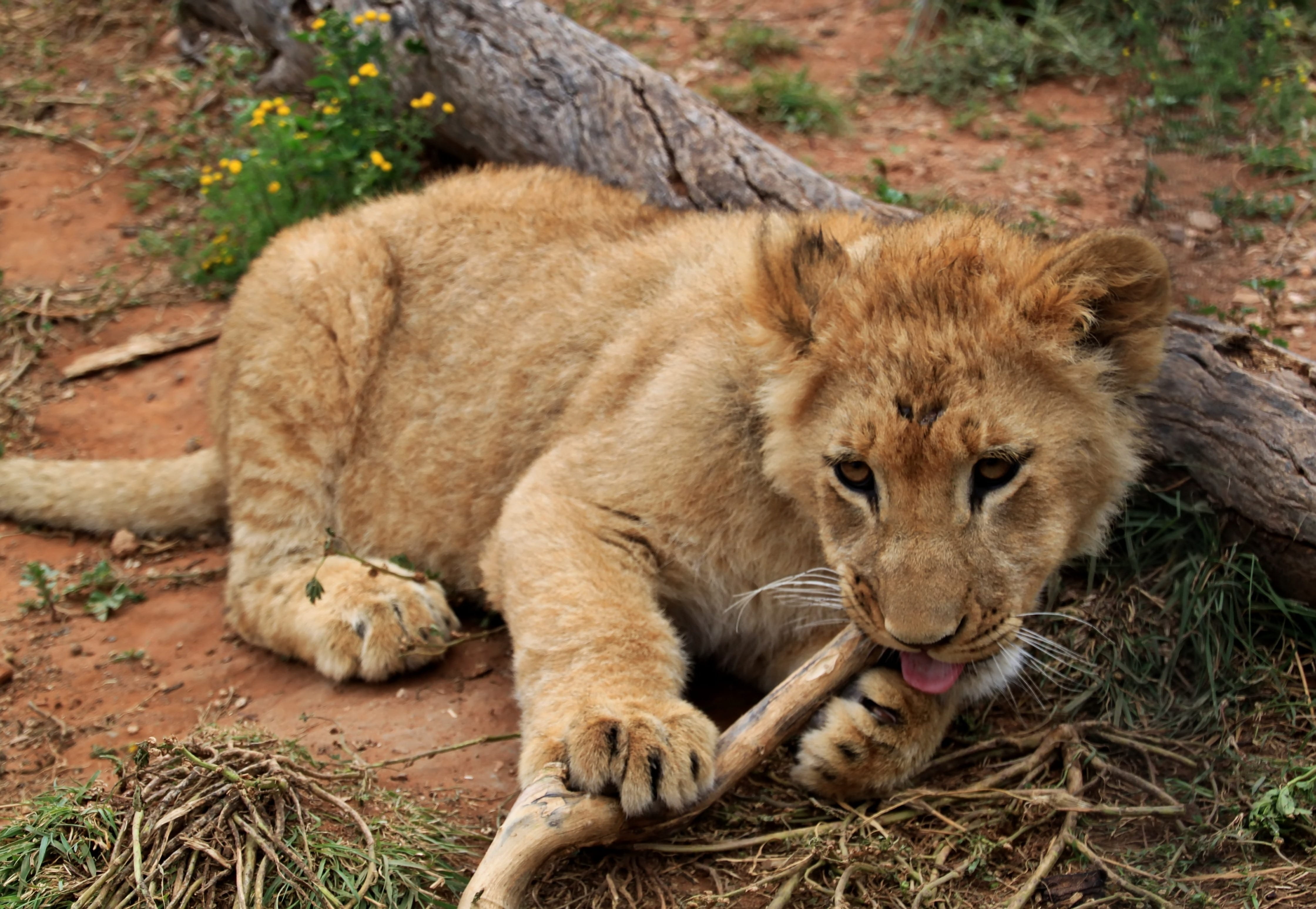 relaxation, animal, animal wildlife, nature, outdoors, day, cat, mammal, one animal, carnivora, no people, pets, lion - feline, fierce, undomesticated cat, HD Wallpaper