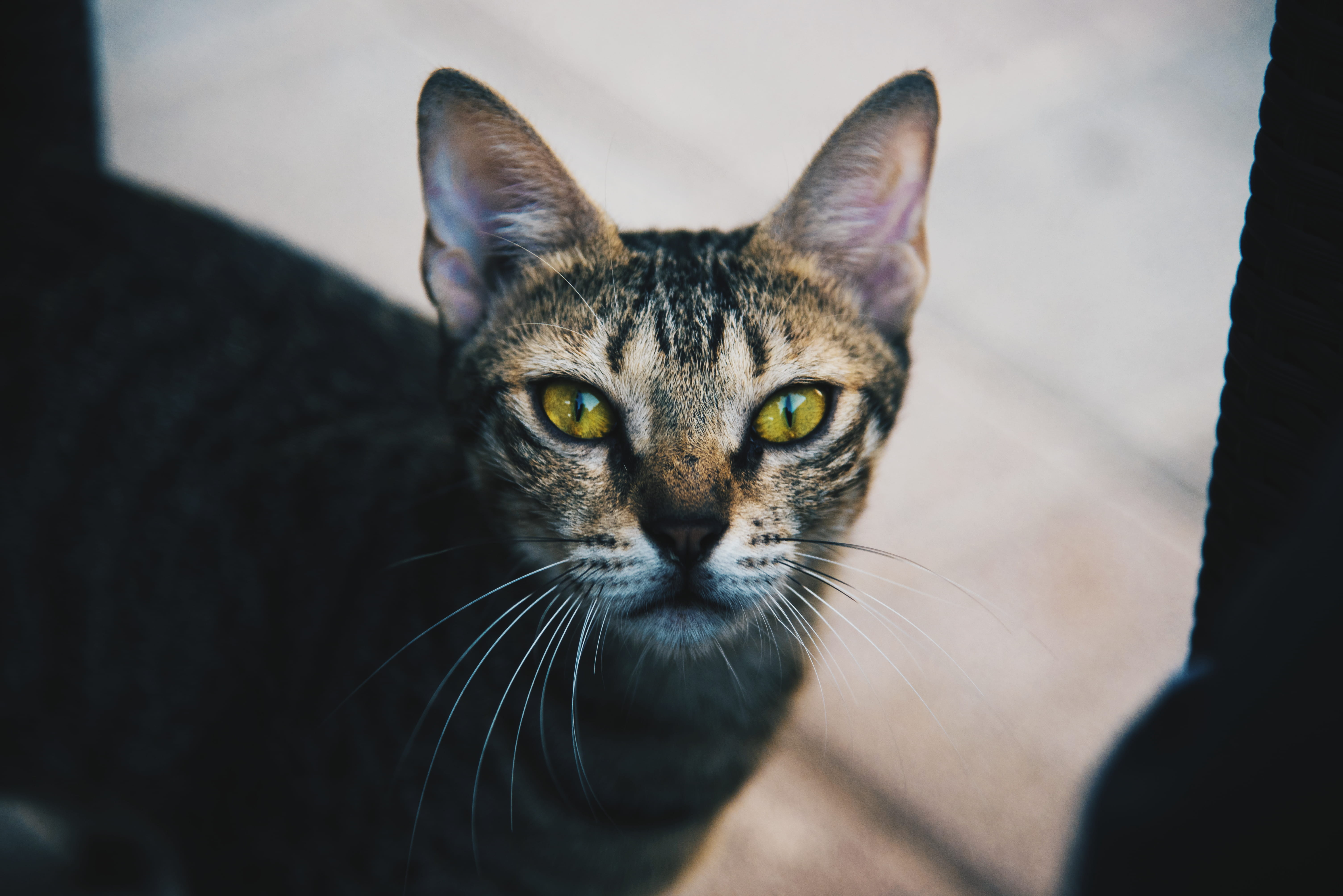 animal eye, beautiful, yellow eyes, no people, domestic cat, tiger, pets, vertebrate, domestic animals, tabby, feline, fierce, 5K, whisker, one animal, HD Wallpaper