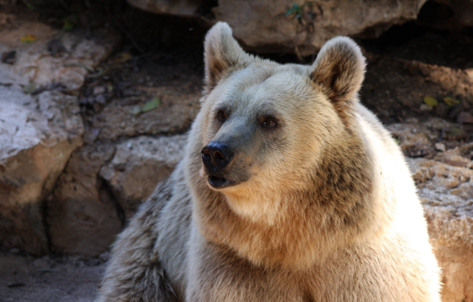 alaska, solid, focus on foreground, looking, vertebrate, meat, animals in the wild, zoo, captivity, power, beast, habitat, hunter, fierce, grizzly, big, HD Wallpaper