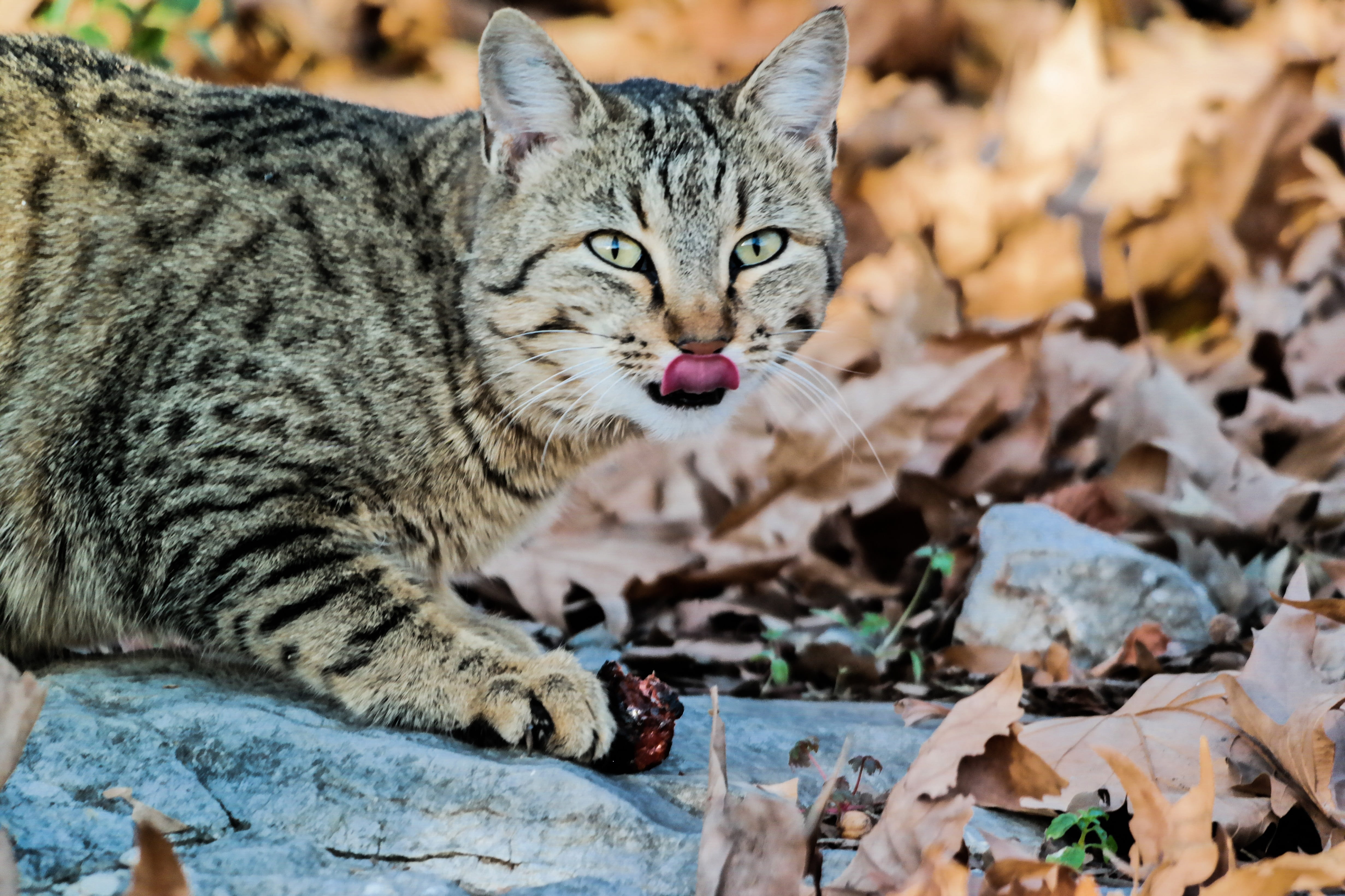 cats, one animal, domestic animals, feline, mammal, animal, whiskers, lick, snout, fur, tabby, cat, leaf, pets, portrait, no people, still, animals, close-up, HD Wallpaper