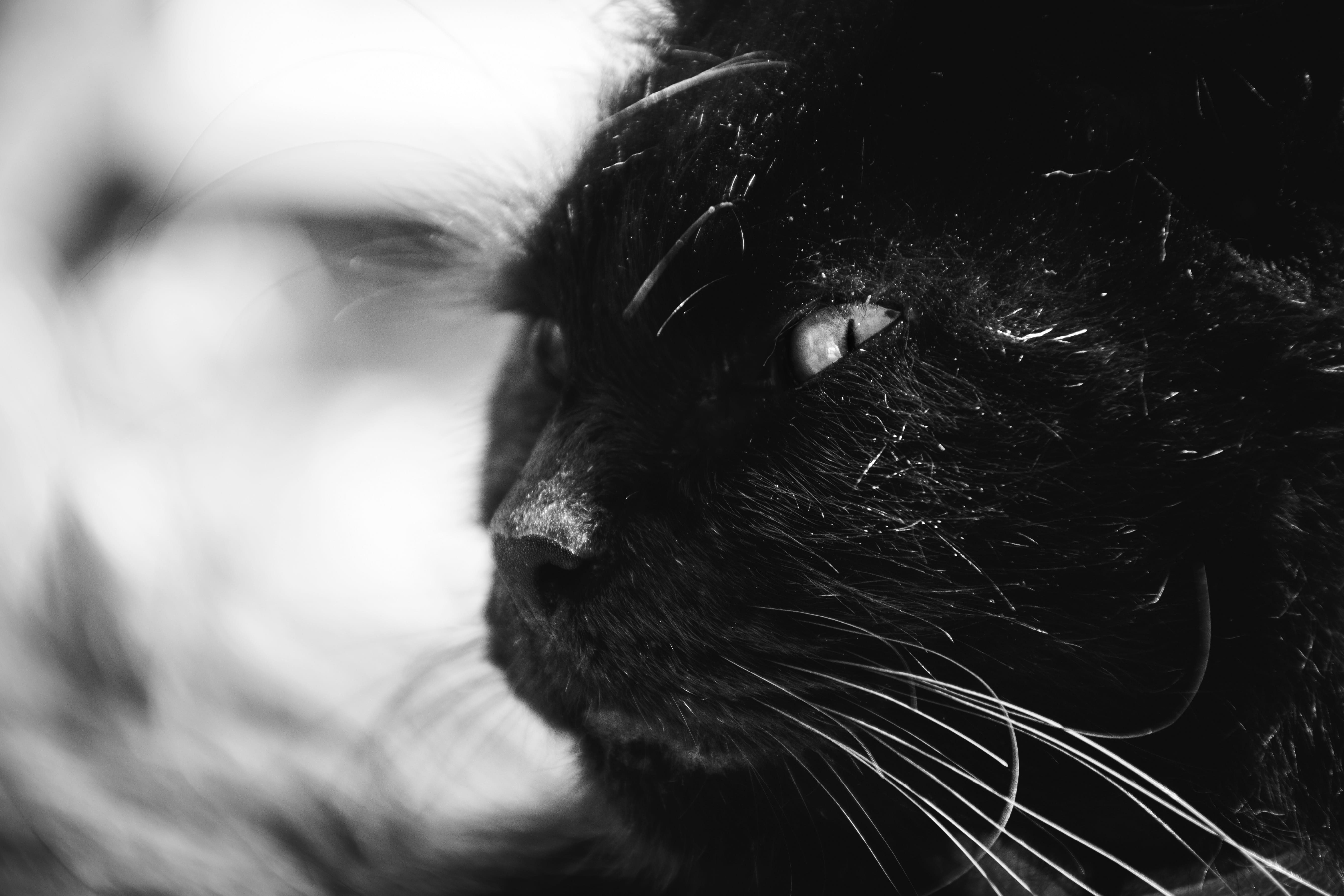 whisker, selective focus, close-up, animals, bokeh, animal body part, vertebrate, animal, still, domestic, one animal, focus on foreground, fur, animal head, HD Wallpaper