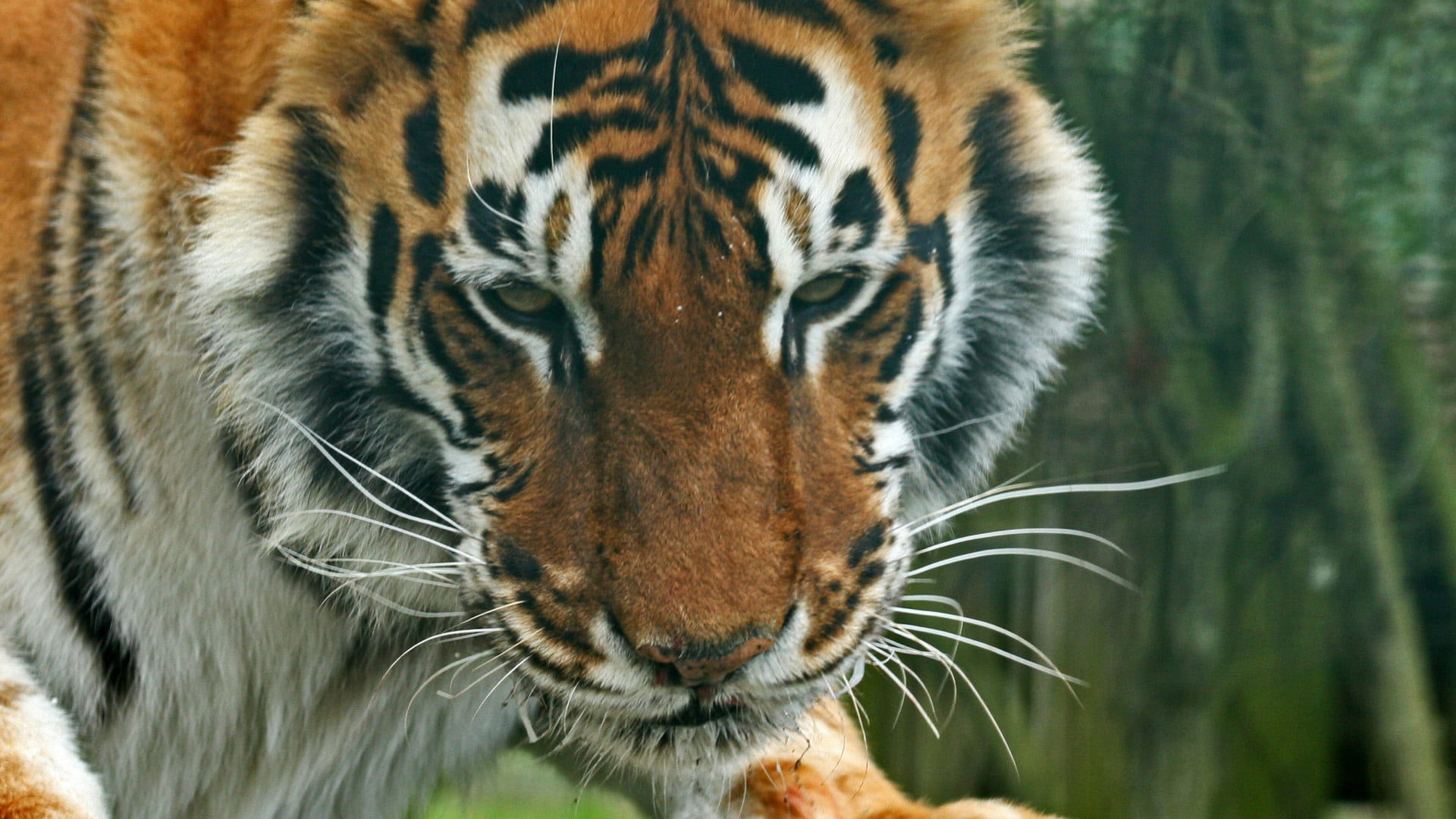 outdoors, eye, animal mouth, fur, portrait, beast, wild, animal themes, cat, whisker, carnivore, stripes, endangered species, no people, jungle, animal eye, HD Wallpaper