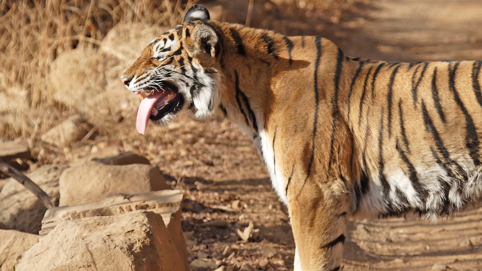 safari, carnivora, whiskers, hunter, tiger, mouth, animal themes, nose, zoo, predator, big cat, mouth open, carnivore, fur, stripes, day, wildlife, outdoors, HD Wallpaper