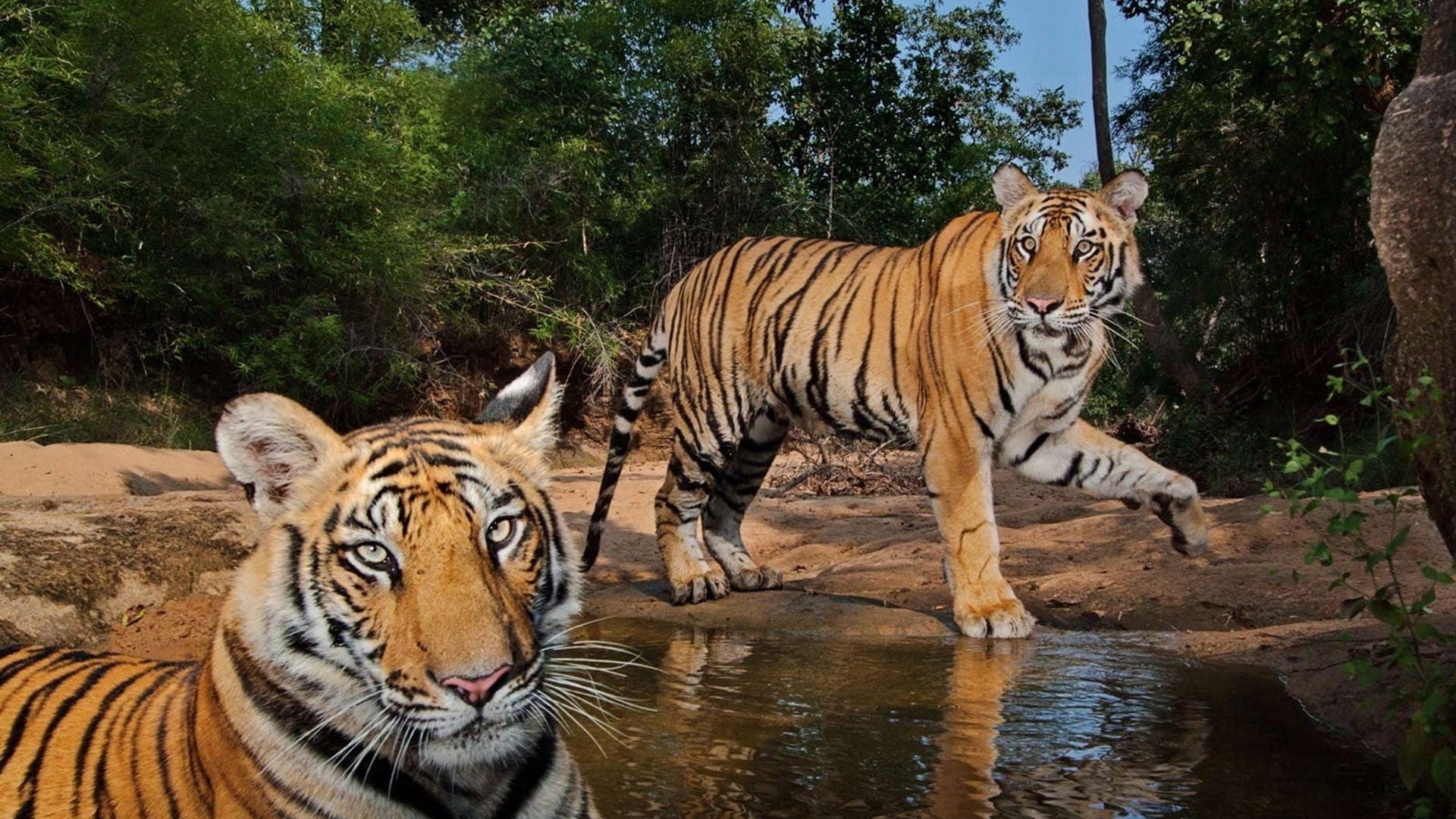 carnivore, lake, feline, undomesticated cat, big cat, no people, striped, carnivora, group of animals, hunt, plant, zoo, animal markings, tiger cat, vertebrate, HD Wallpaper