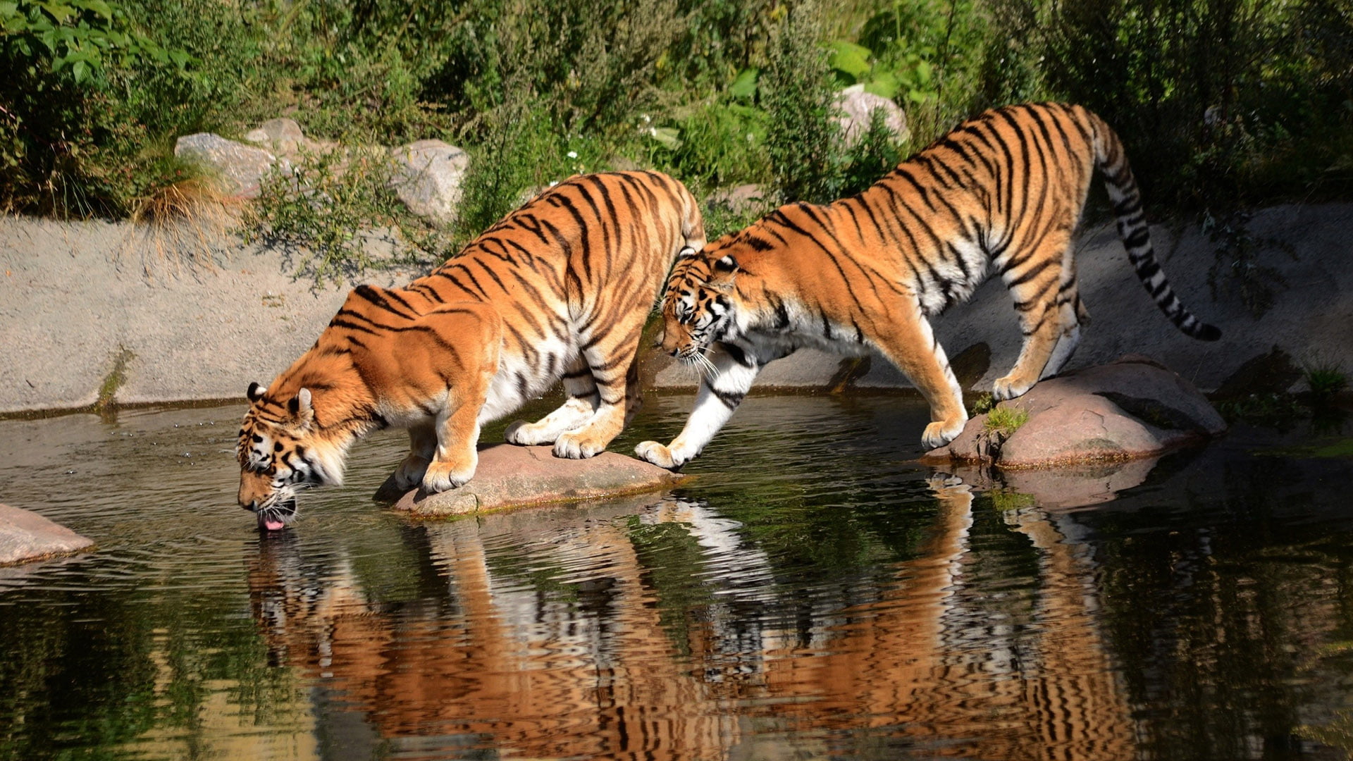 drink, lake, no people, zoo, bengal, striped, safari, drinking, waterfront, hunt, reflection, jungle, water, tiger cat, feline, beast, predator, animals in the wild, HD Wallpaper