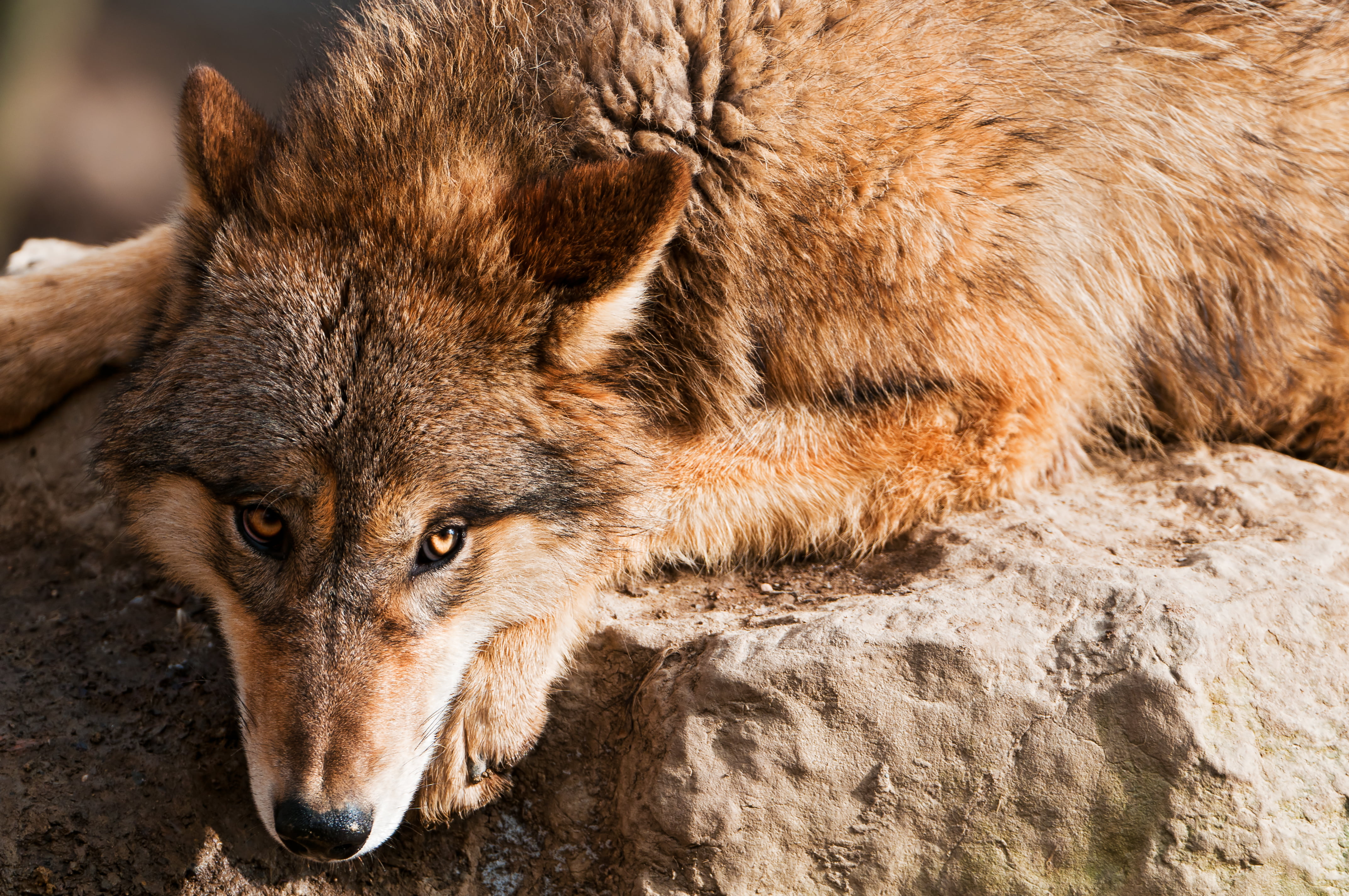 mammal, zoo  zürich, dog, mongolian, brown, switzerland, Submissive, 4K, stone  zoo, canine, wolf, portrait, canid, animal, wildlife, daytime, nature, HD Wallpaper