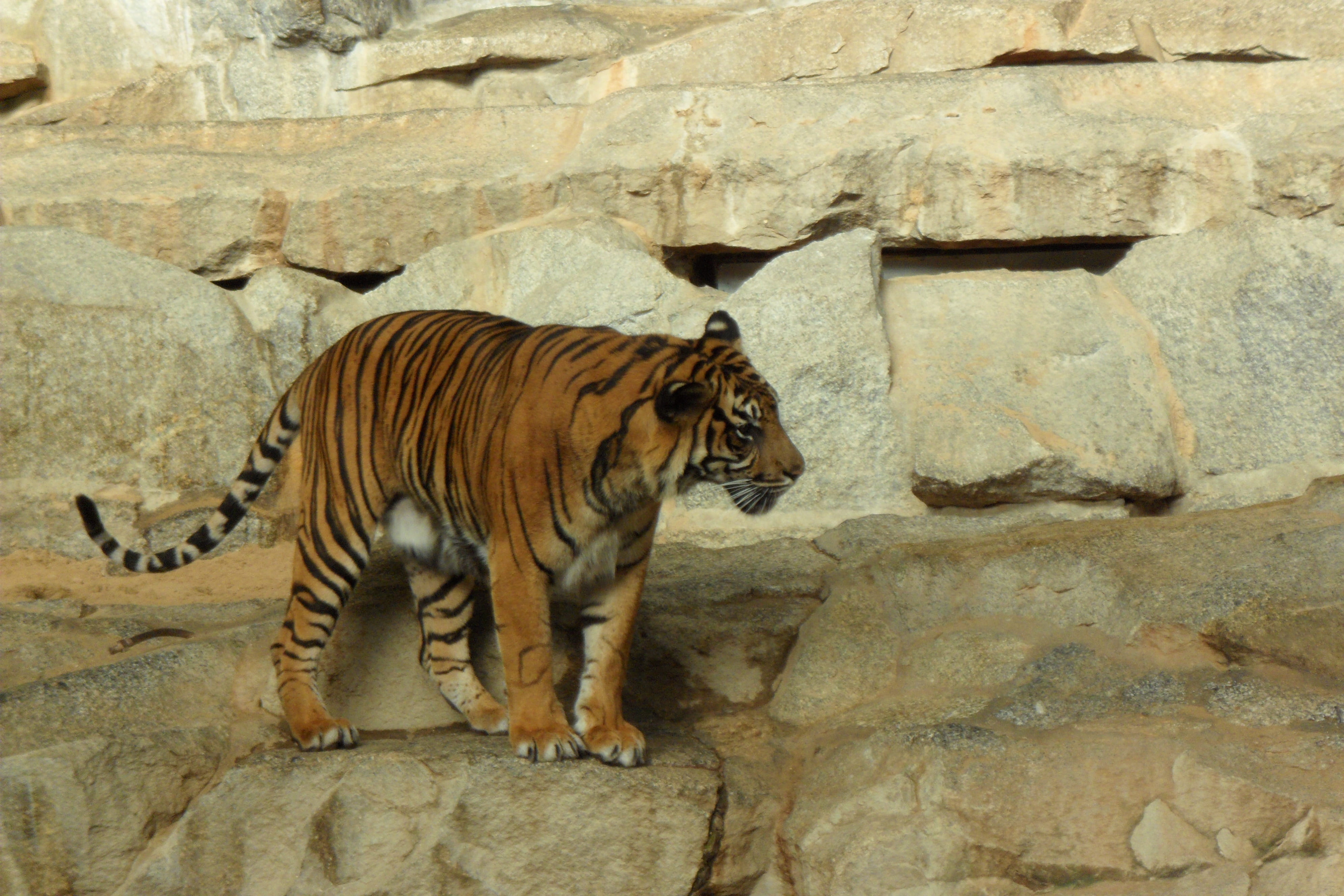 zoo, raubtier, solid, rock formation, outdoors, animals in captivity, rock - object, animal, 4K, tierpark, animal themes, vertebrate, feline, one animal, HD Wallpaper