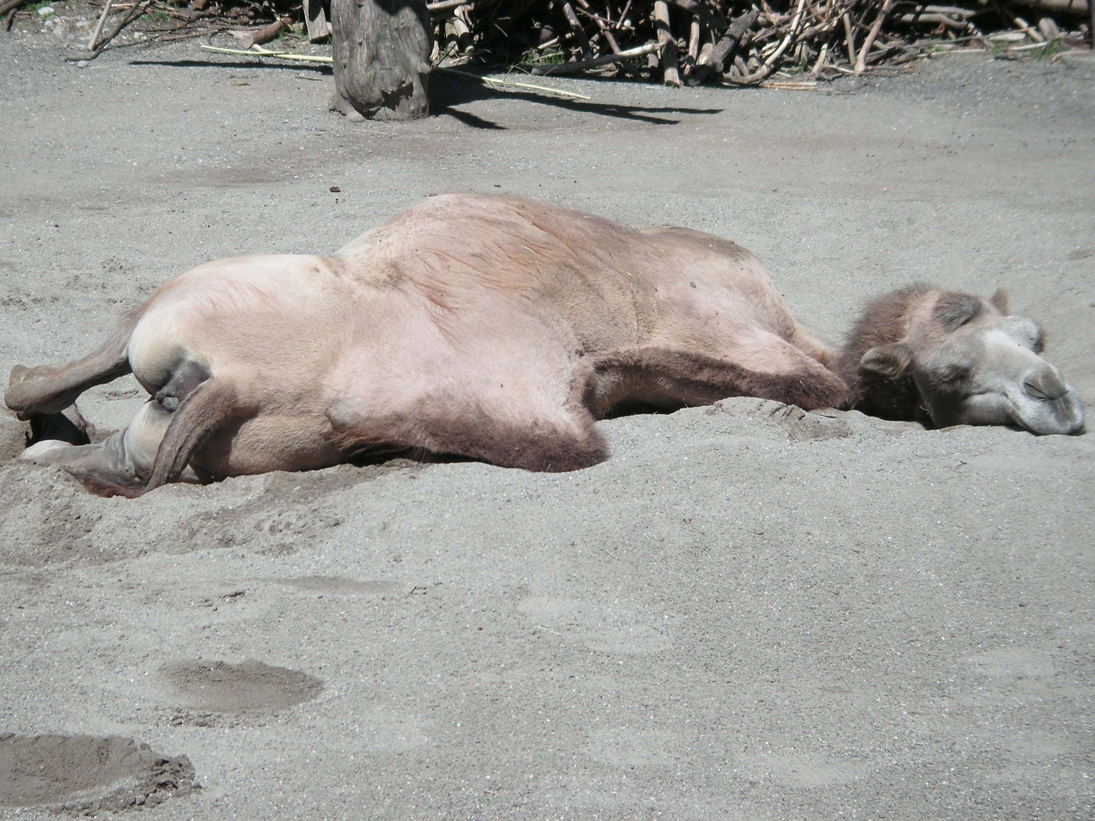 no people, egypt, animal family, livestock, canine, hump, domestic animals, Zurich, Animal, pig, zoo, nature, day, animals in the wild, lying down, 1080P, HD Wallpaper