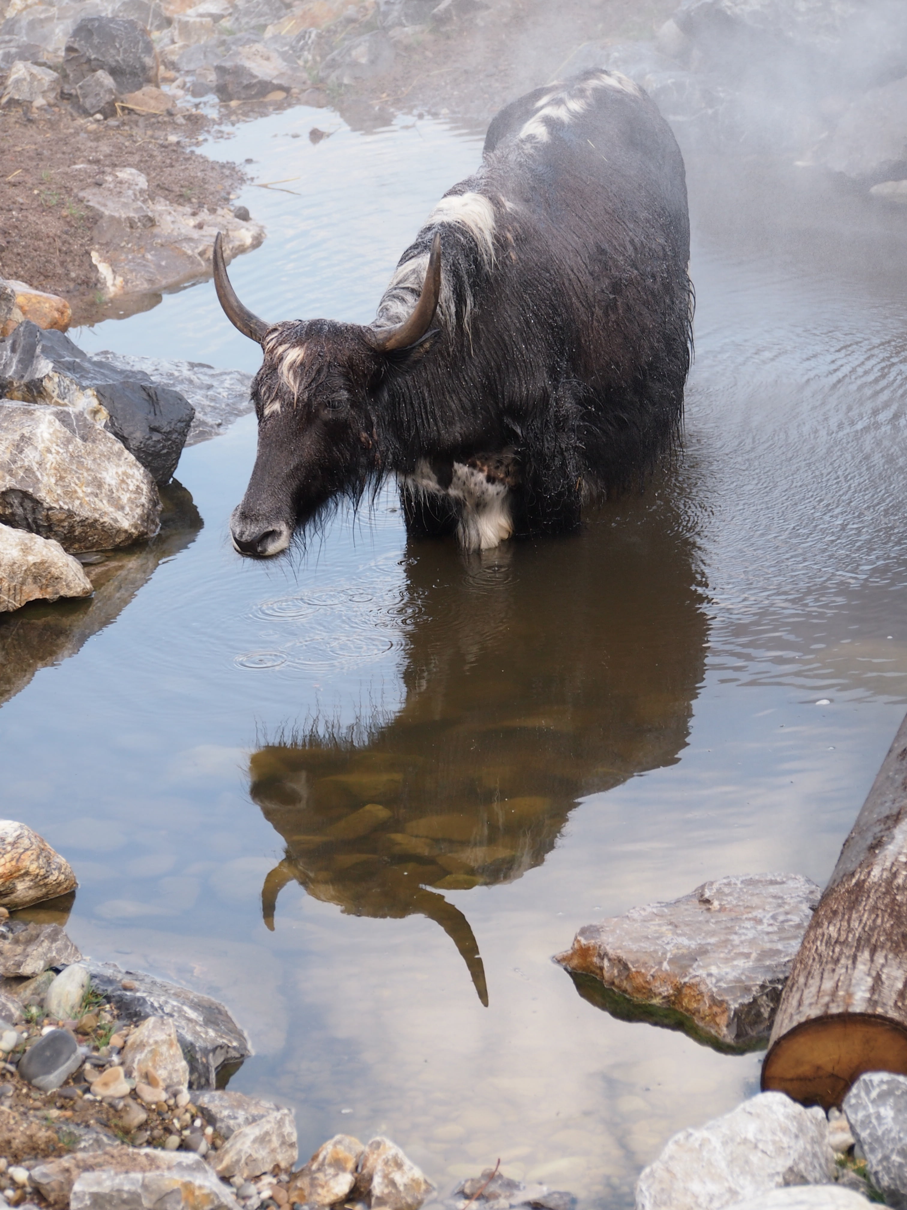 domestic animals, animal wildlife, cow, day, 4K, zurich, herbivorous, animal, reflection, nature, rock - object, domestic, solid, highland beef, animals in the wild, Phone HD Wallpaper