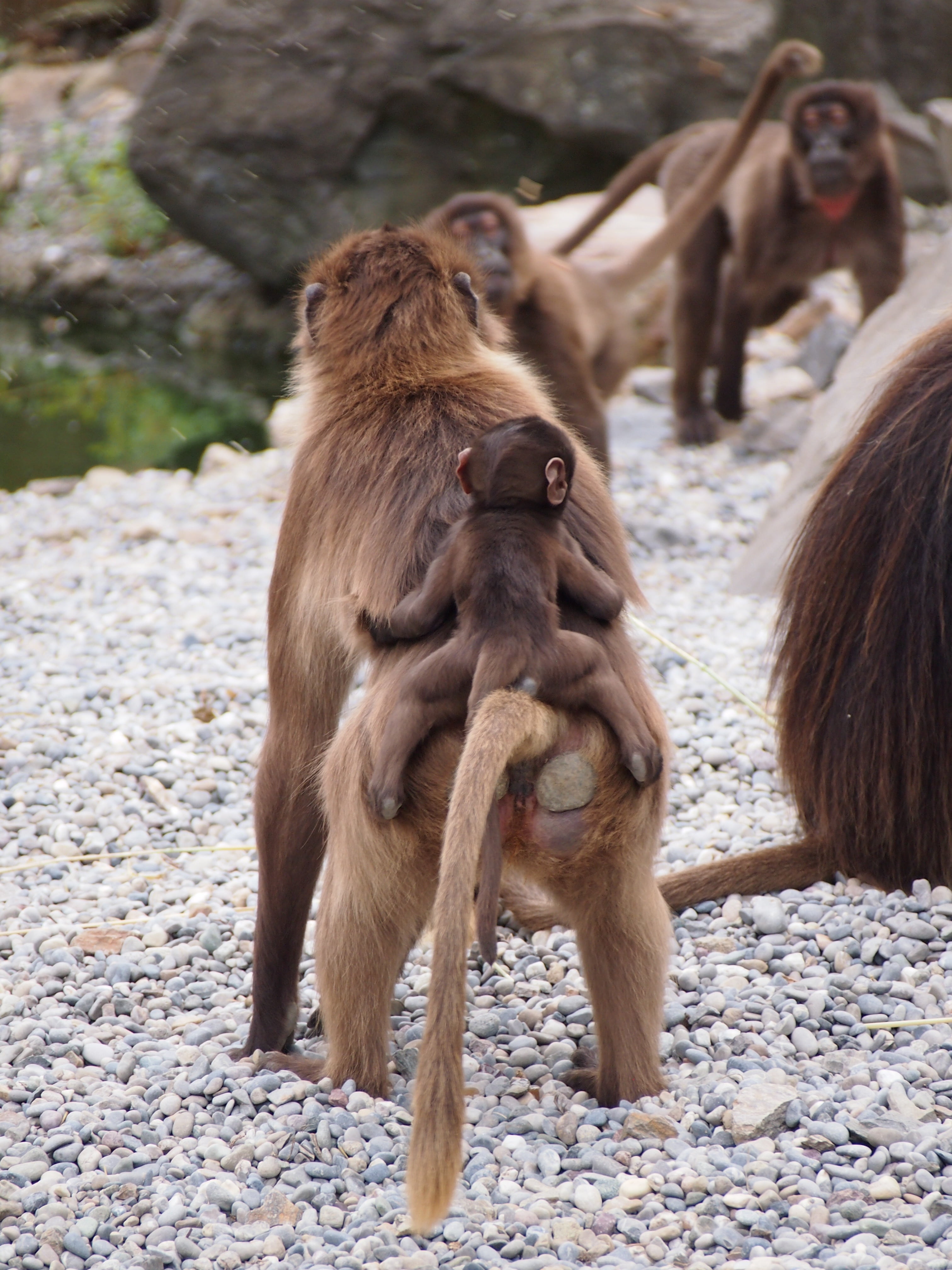 primate, brown, animals in the wild, animal, mother, young animal, zurich, child, outdoors, day, mammal, vertebrate, zoo, group of animals, animal wildlife, Phone HD Wallpaper