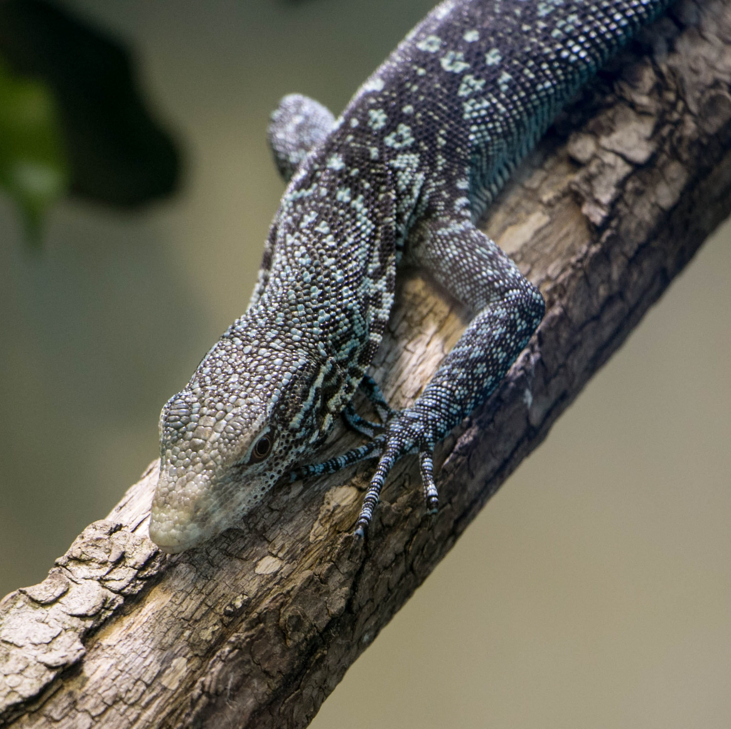 iguana, branch, chameleon, wildlife, reptile, 1080P, animal themes, no people, zurich, profile view, vertebrate, day, focus on foreground, tree trunk, HD Wallpaper