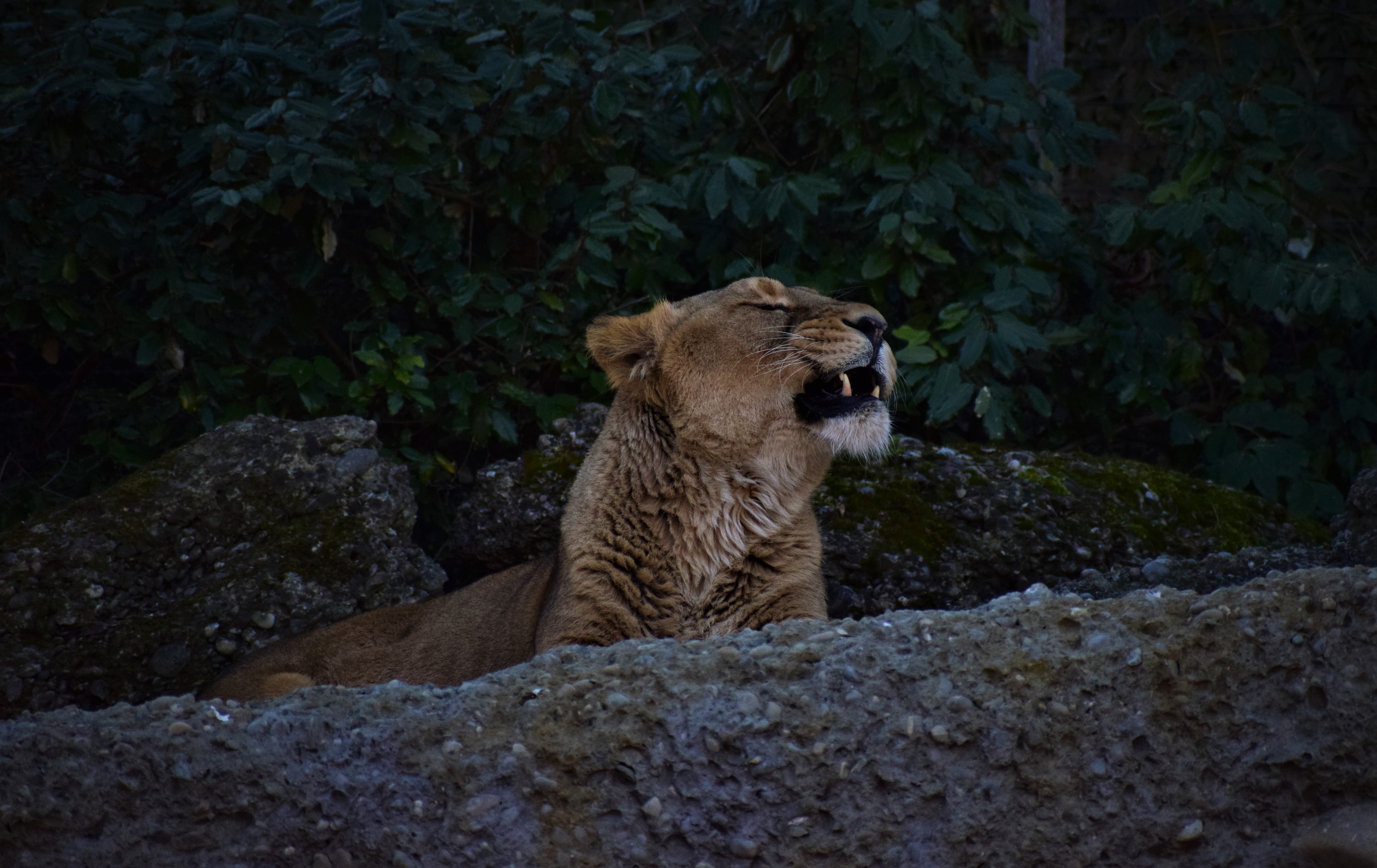 wilderness, rodent, wildlife, rock - object, lion, mouth open, feline, animals, looking away, looking, plant, animal themes, roar, carnivora, no people, HD Wallpaper