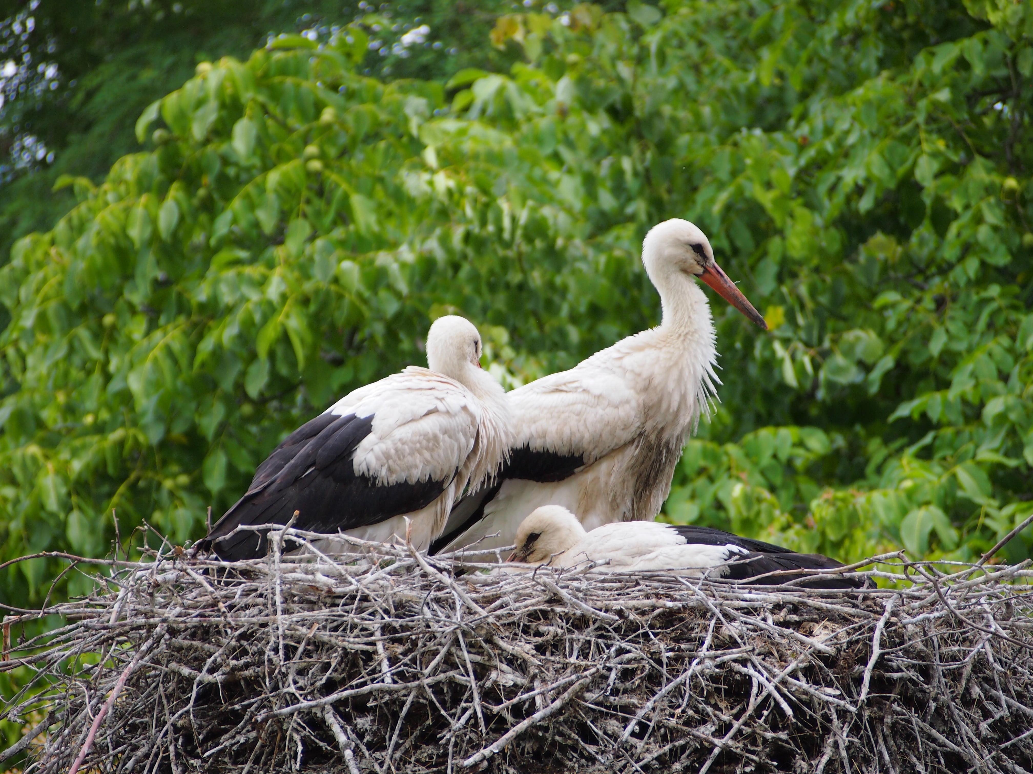 nature, beak, day, white Stork, tree, family, group of animals, focus on foreground, stork, animal wildlife, nest, bird, vertebrate, 4K, two animals, no people, HD Wallpaper