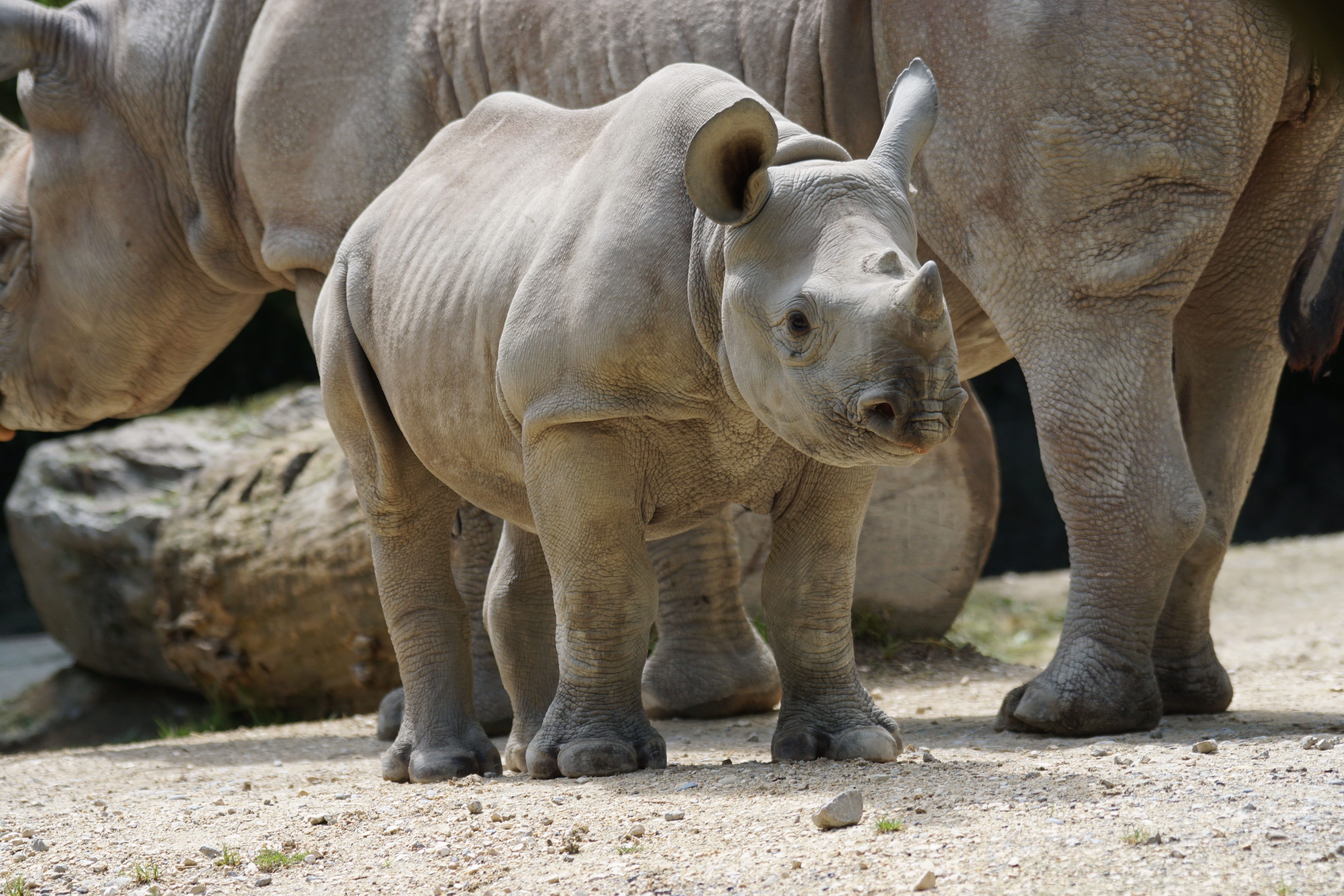 zoo, endangered species, no people, animals in the wild, vertebrate, group of animals, elephant, mammal, two animals, animal themes, nature, animal wildlife, HD Wallpaper