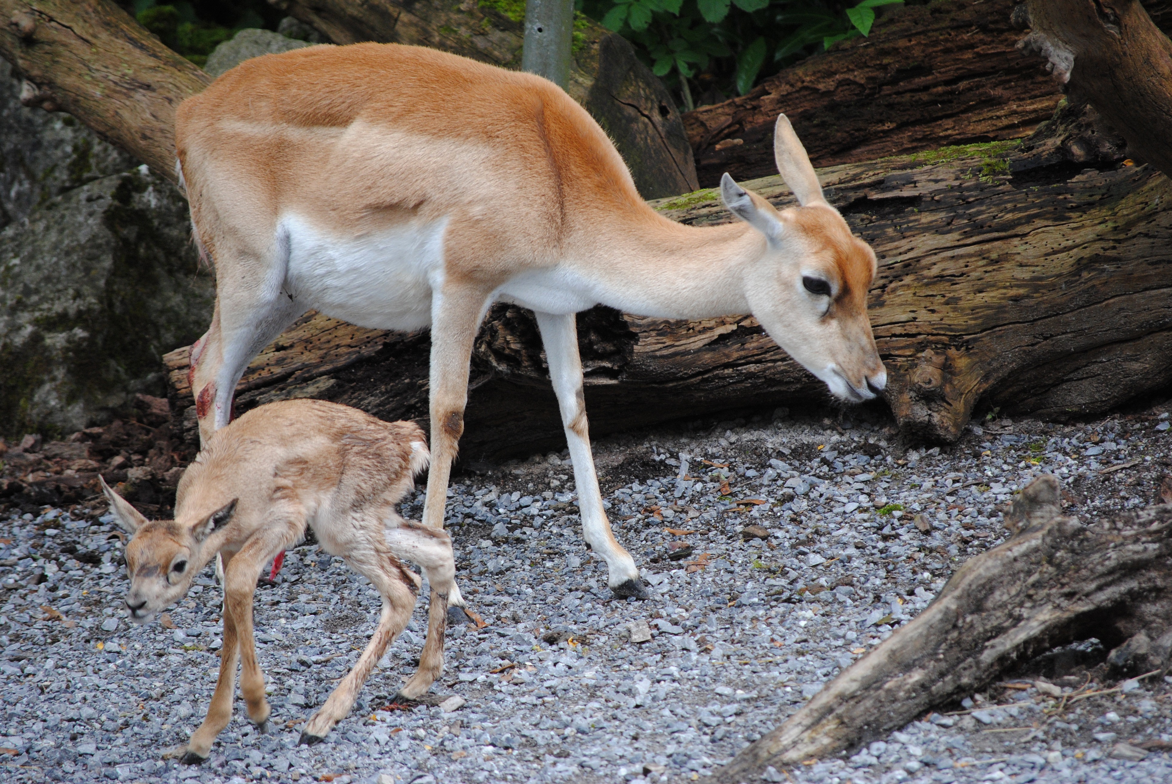 animals in the wild, outdoors, 4K, animal, zoo, young animal, zurich, no people, deer, dam, standing, nature, animal wildlife, herbivorous, animal themes, HD Wallpaper