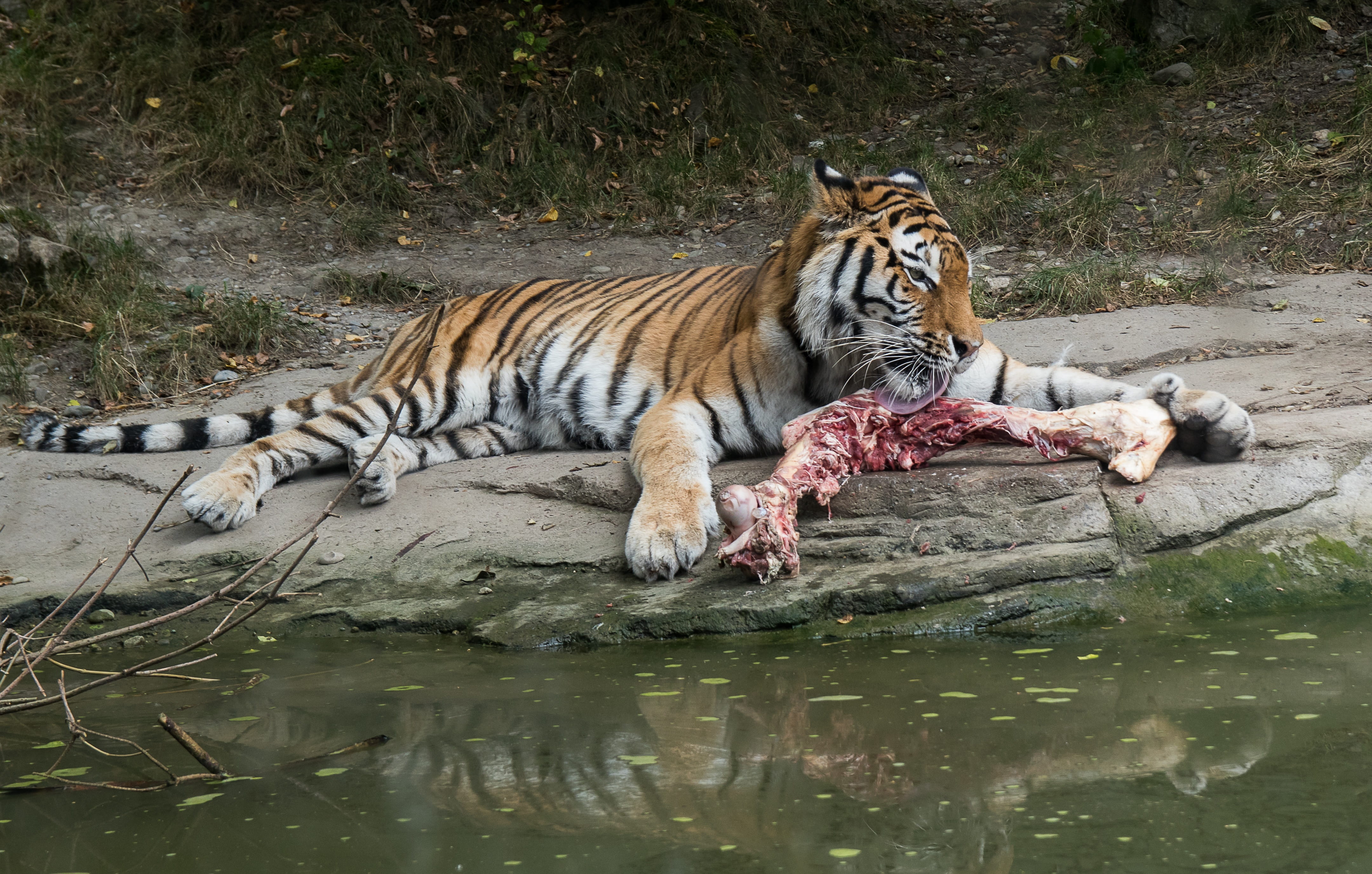 water, animal, animals in the wild, animal wildlife, stripes, tiger, zoo zurich, feline, nature, carnivora, mammal, big cat, white tiger, 4K, zoo, lake, HD Wallpaper