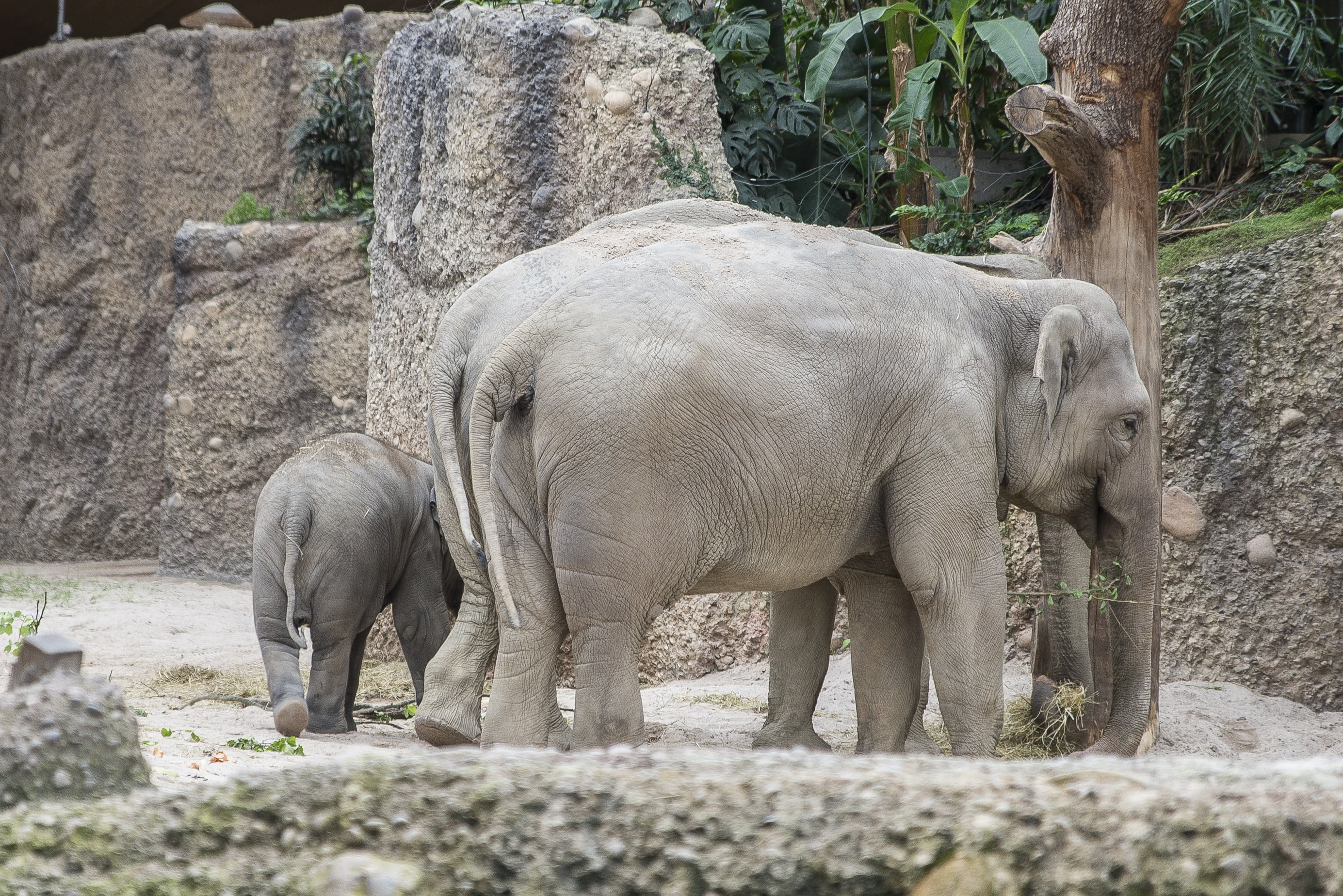 2K, animal themes, safari, cub, large, tree, zoo, elephant calf, animal trunk, nature, mammal, no people, animal, day, elephant, land, herbivorous, wildlife, HD Wallpaper