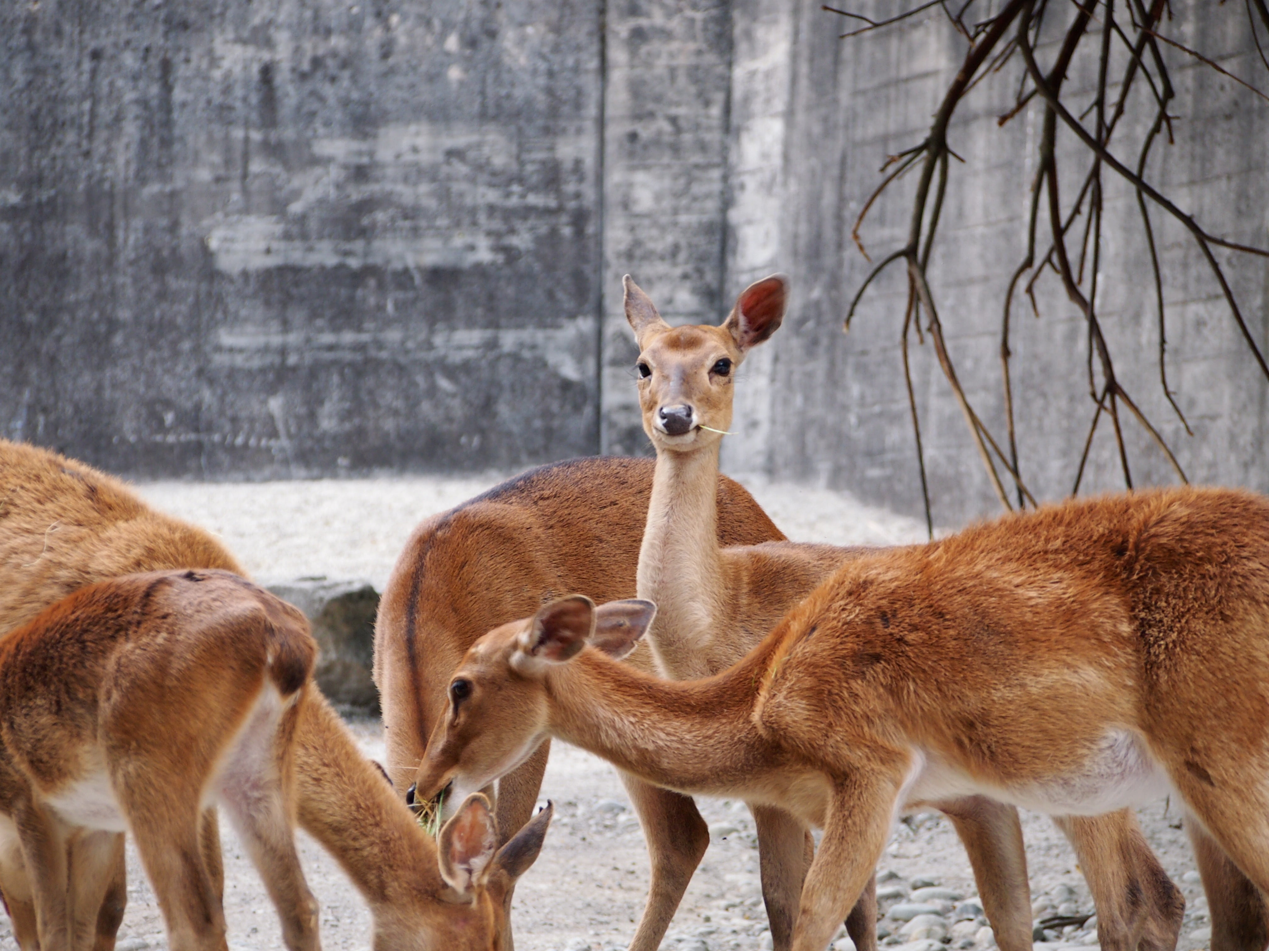 elds deer, 4K, animal wildlife, animal family, portrait, standing, flock, no people, togetherness, zurich, mammal, animal themes, domestic animals, focus on foreground, HD Wallpaper