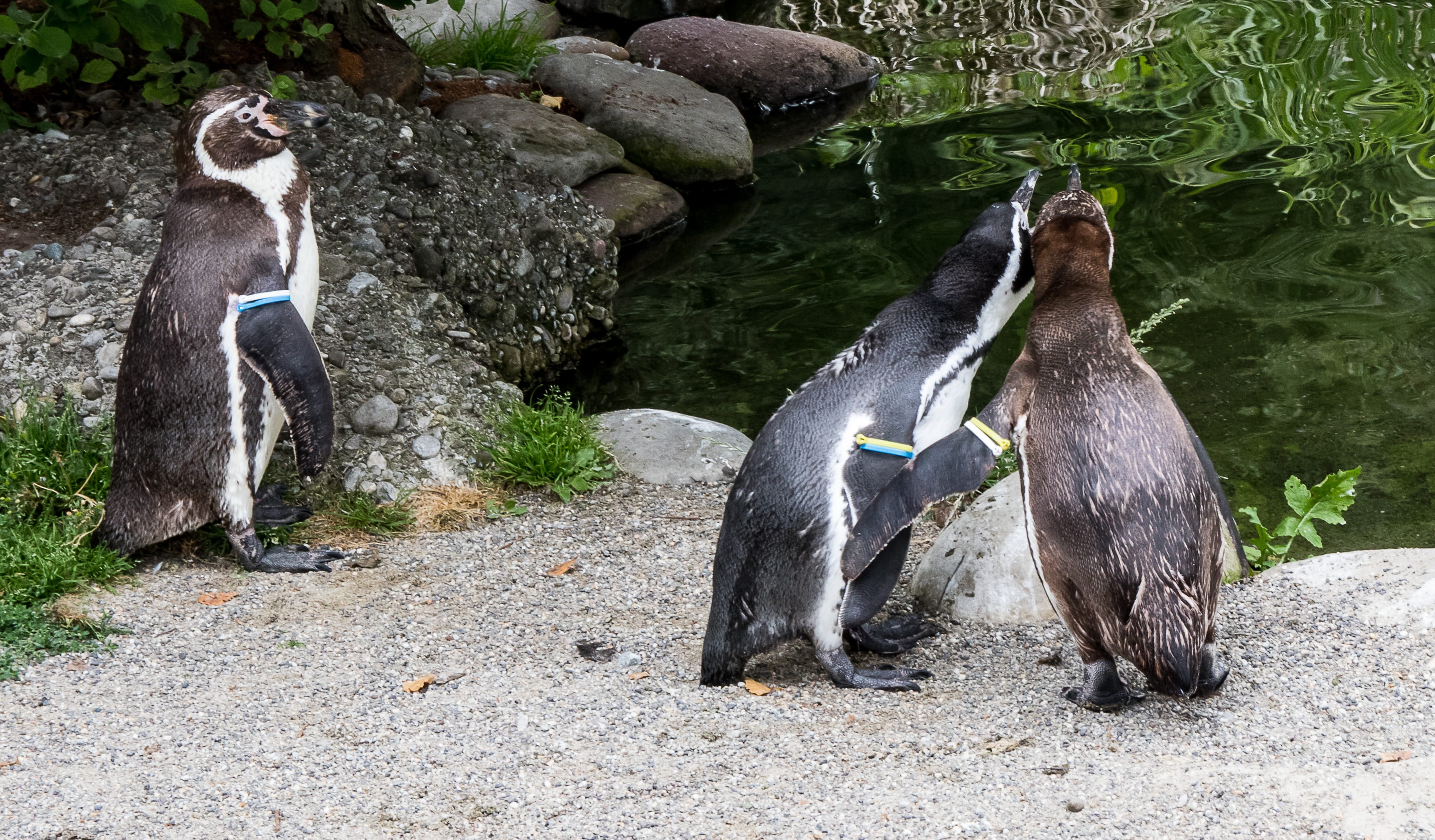 animal wildlife, penguins, nature, plant, rock, water, three animals, no people, land, group of animals, bird, zoo zurich, penguin, animals in the wild, HD Wallpaper