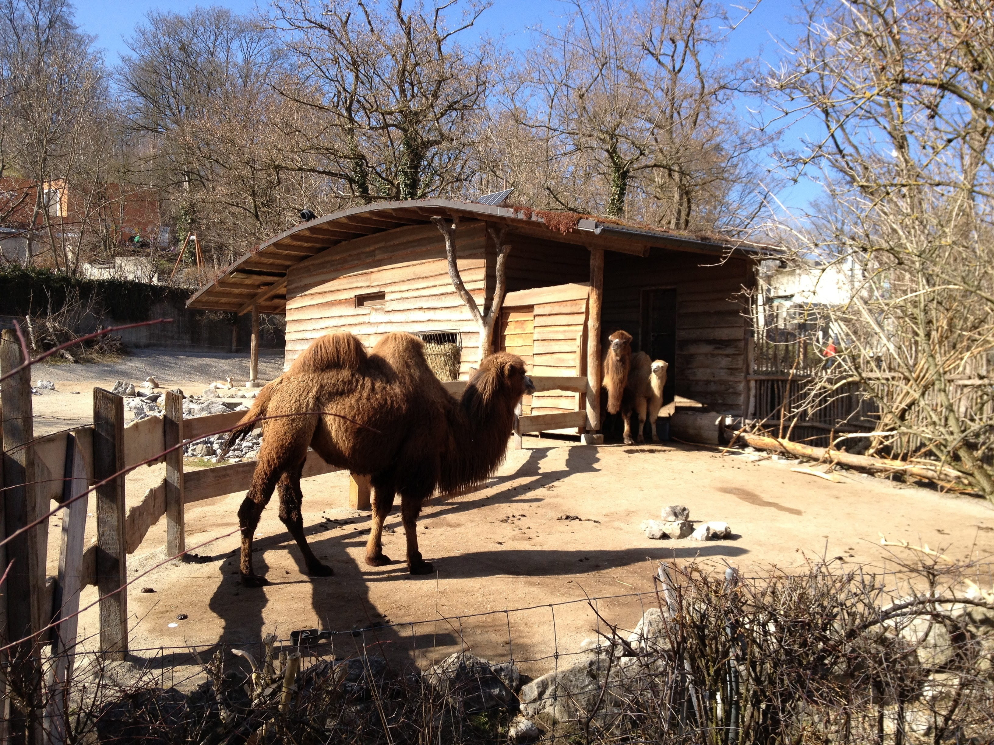 building exterior, tree, no people, shadow, domestic, outdoors, Camel, vertebrate, day, animal themes, domestic animals, sunlight, built structure, pets, HD Wallpaper