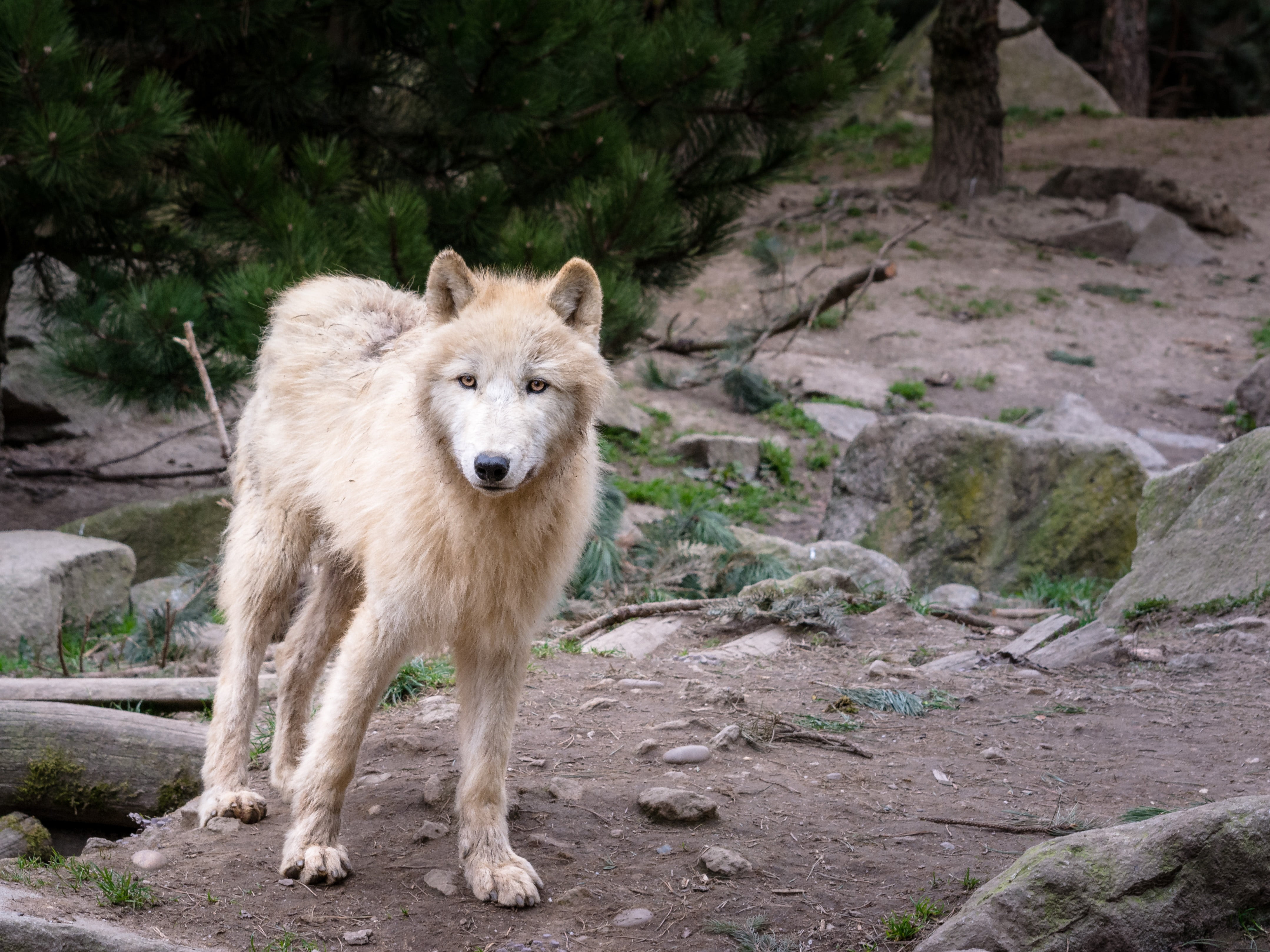 rock - object, land, one animal, animal wildlife, vertebrate, wolf, domestic animals, solid, attention, looking at camera, day, animal, pack animal, tree, HD Wallpaper