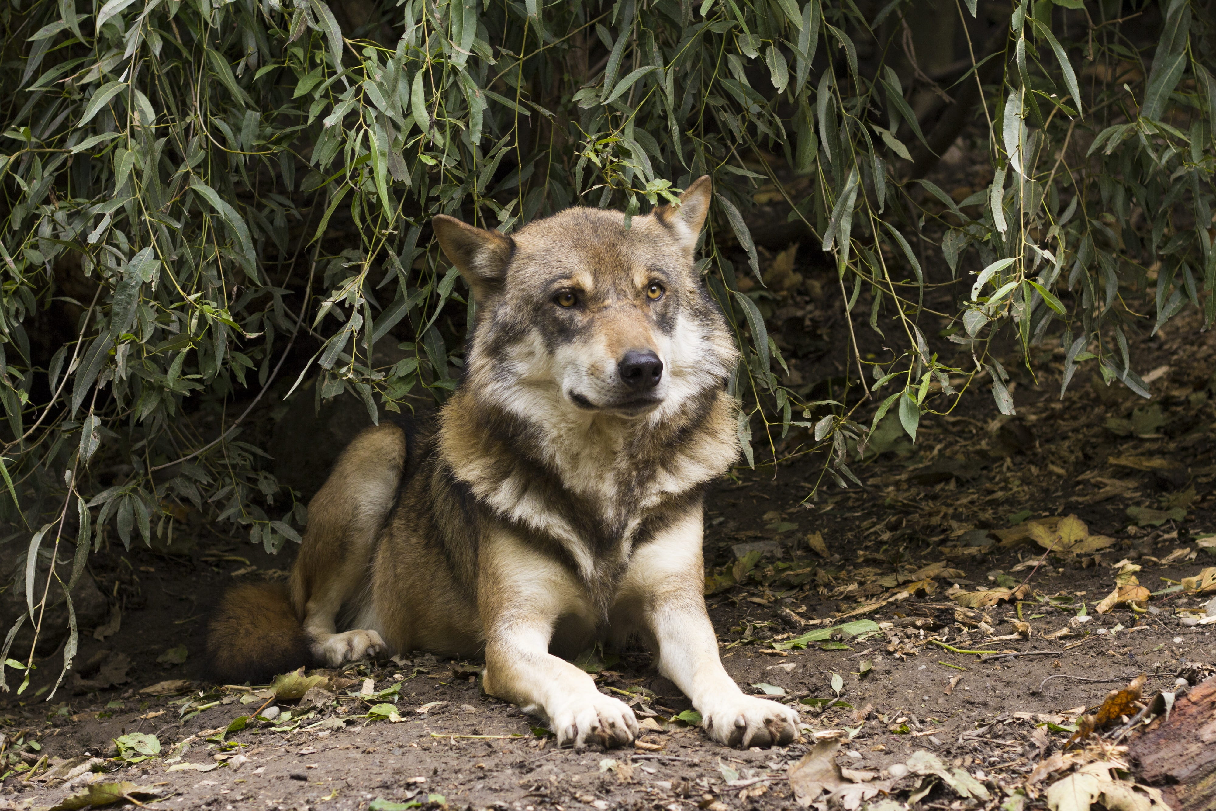 animal, dormant, predator, long, sitting, wolf, nature, carnivora, canis lupus, adult, outdoors, dog, view, european wolf, animal wildlife, confused, 4K, HD Wallpaper