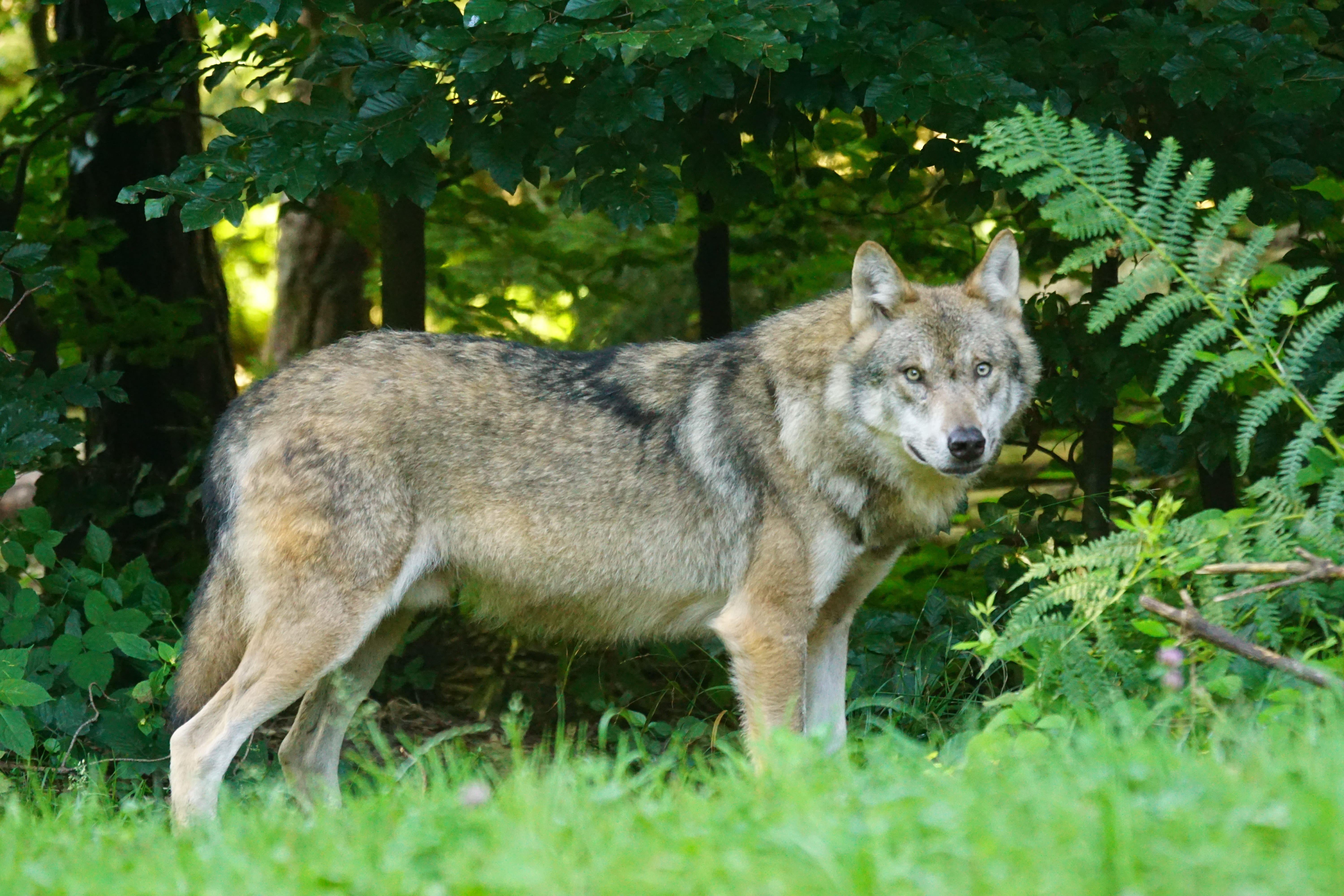 predator, grass, trees, no people, animals in the wild, mammal, european wolf, canine, nature, animal wildlife, wolf, wildlife photography, canis lupus, HD Wallpaper