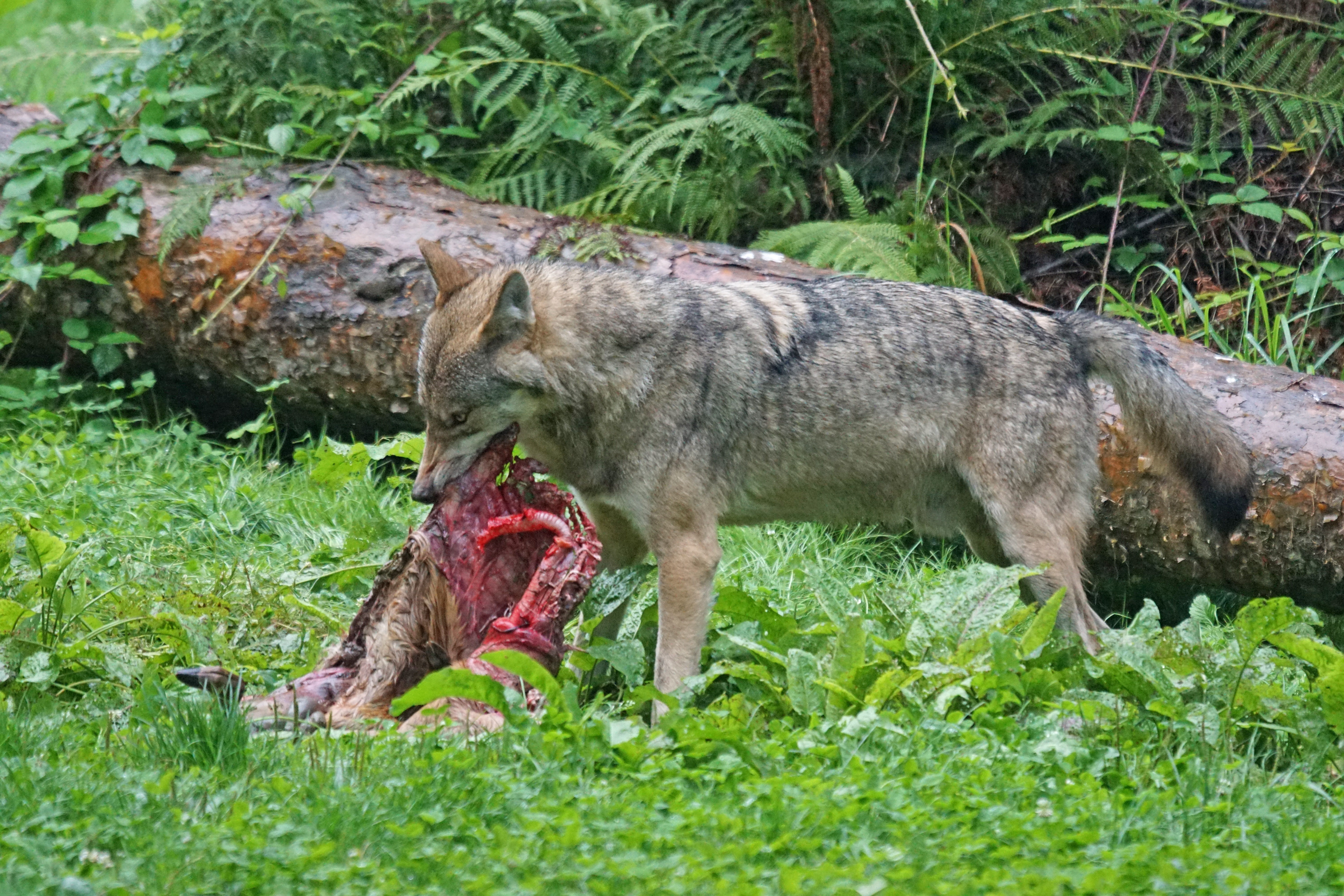 animal wildlife, grass, crack, nature, danger, carnivores, 5K, wildlife, vertebrate, animal, carnivore, day, eating, mouth open, wildlife photography, HD Wallpaper