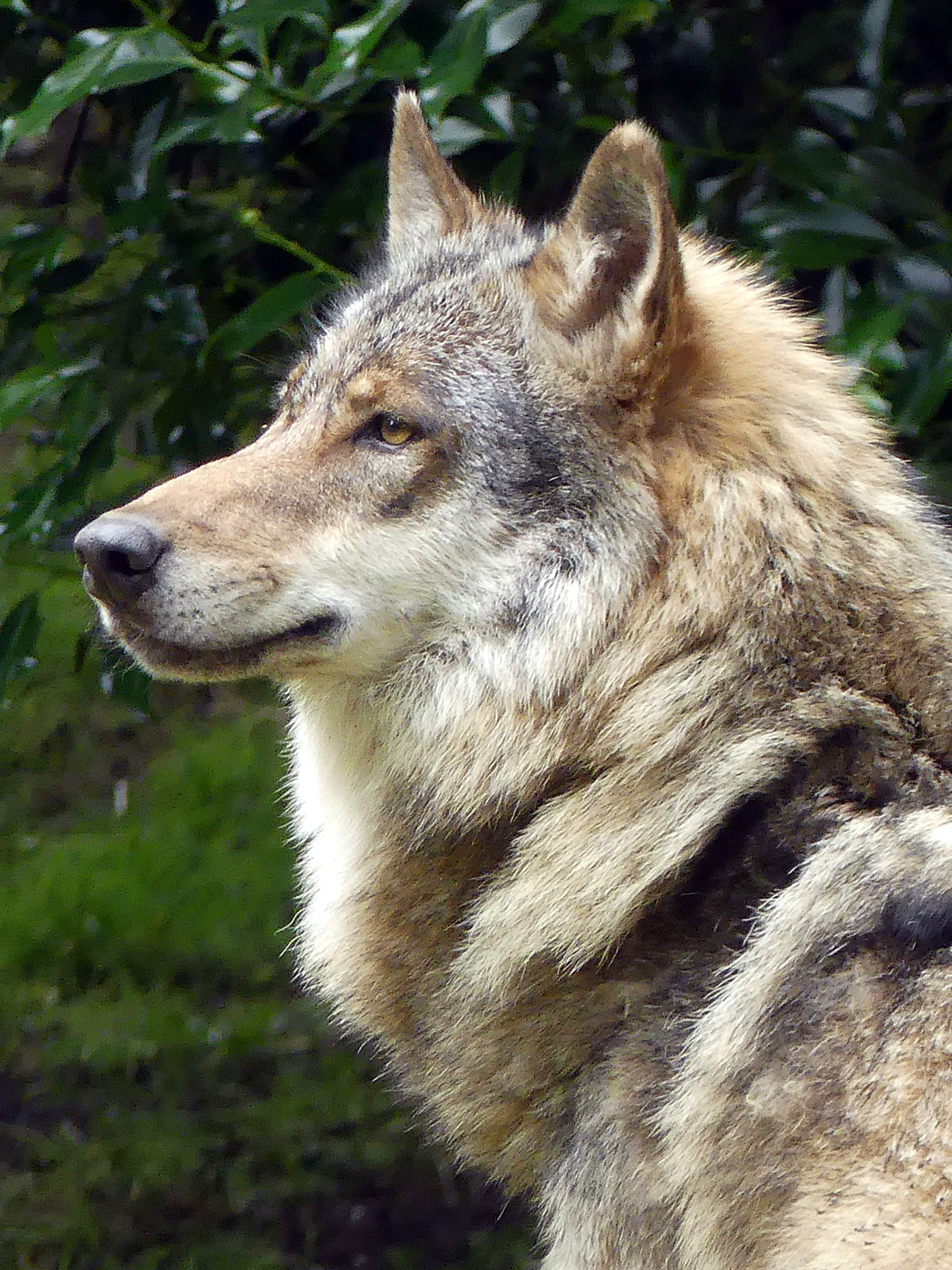close-up, looking away, outdoors, animals in the wild, looking, wildlife photography, one animal, european wolf, focus on foreground, mammal, photography, Phone HD Wallpaper