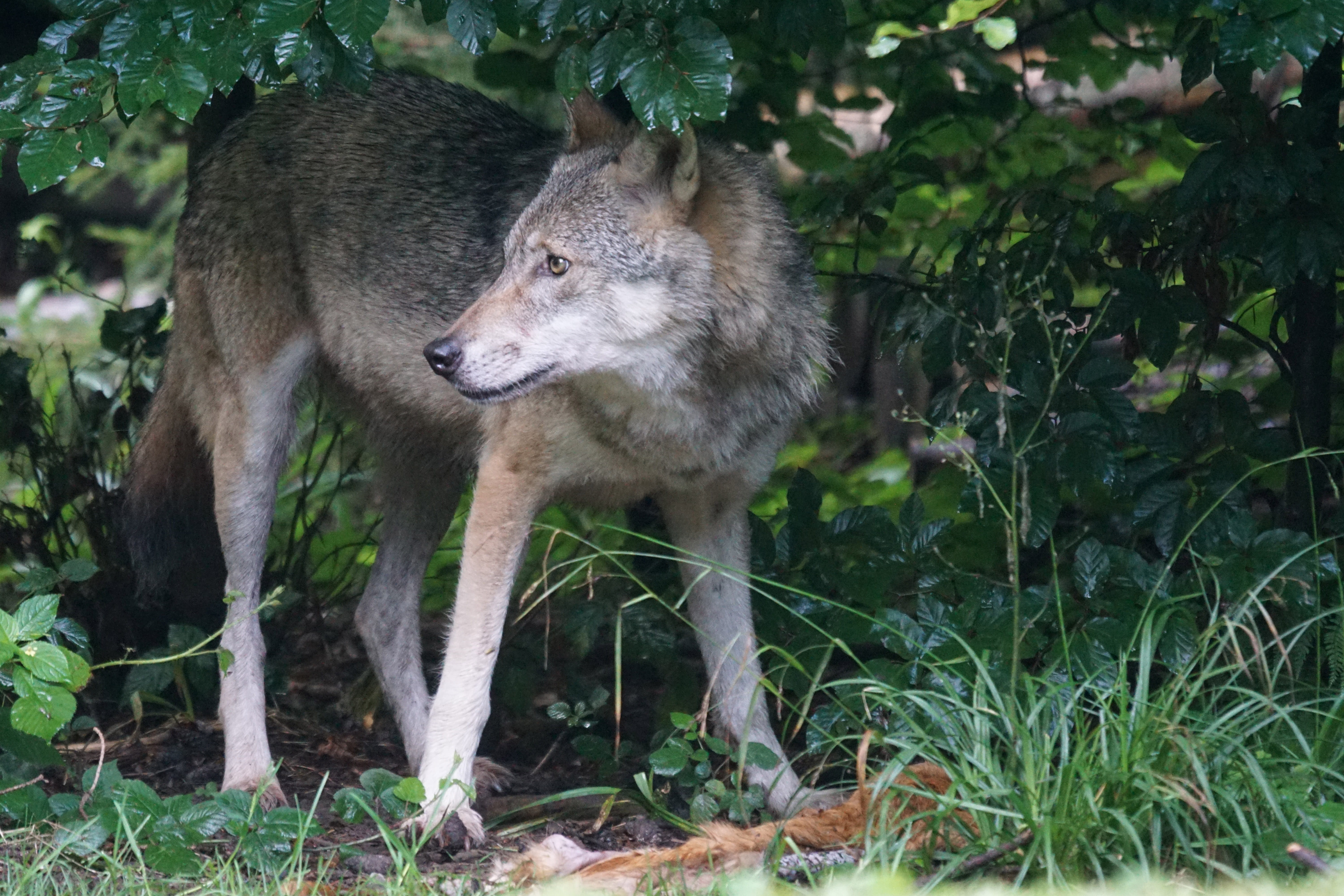 green color, land, no people, wildlife photography, animal, vertebrate, plant, Predator, animal wildlife, prey, European Wolf, crack, growth, wolf, animal themes, HD Wallpaper