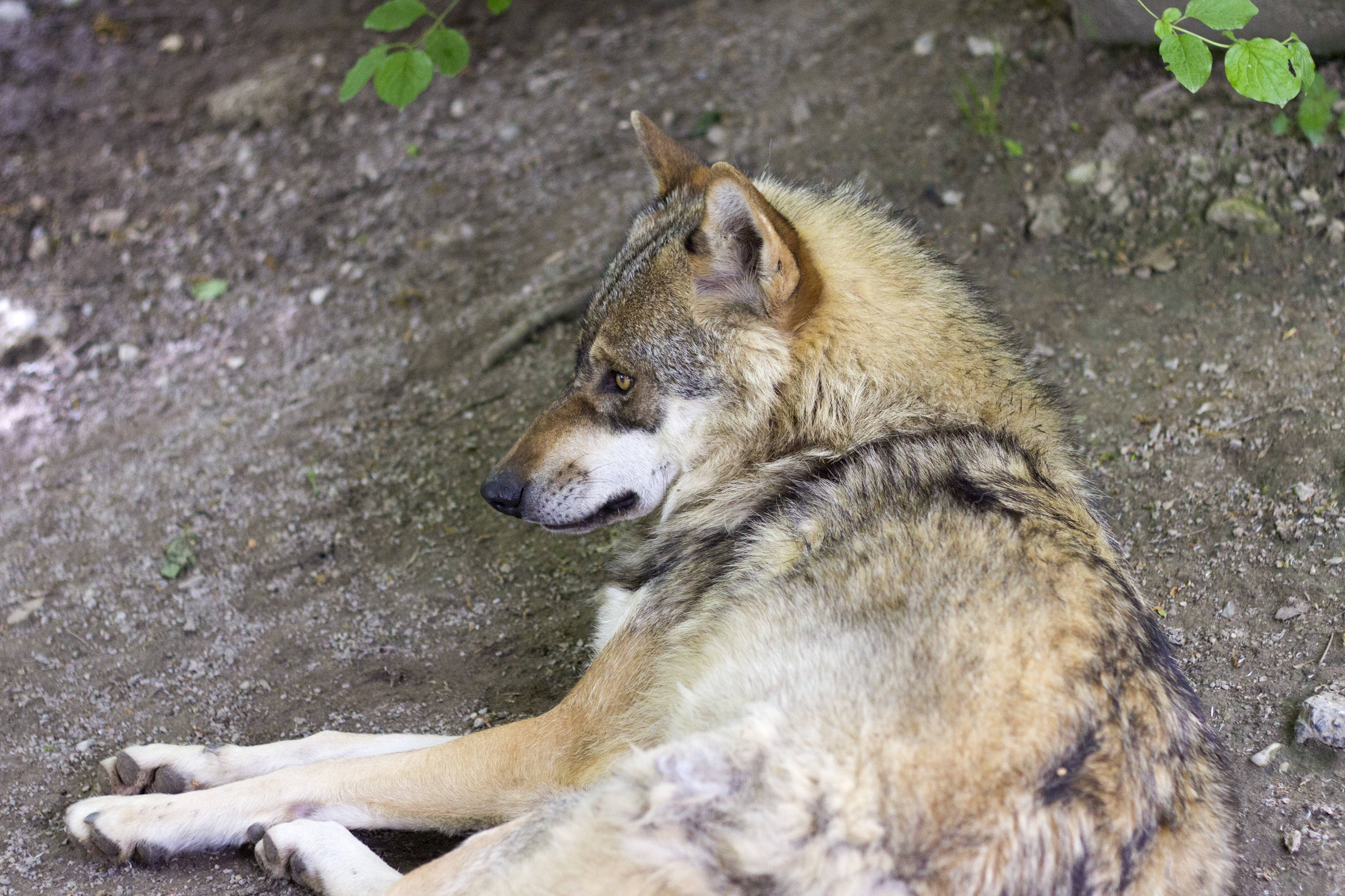 animal, relaxation, animal themes, land, rock, animals in the wild, high angle view, zoo, 4K, solid, mammal, no people, outdoors, canis lupus, canine, HD Wallpaper
