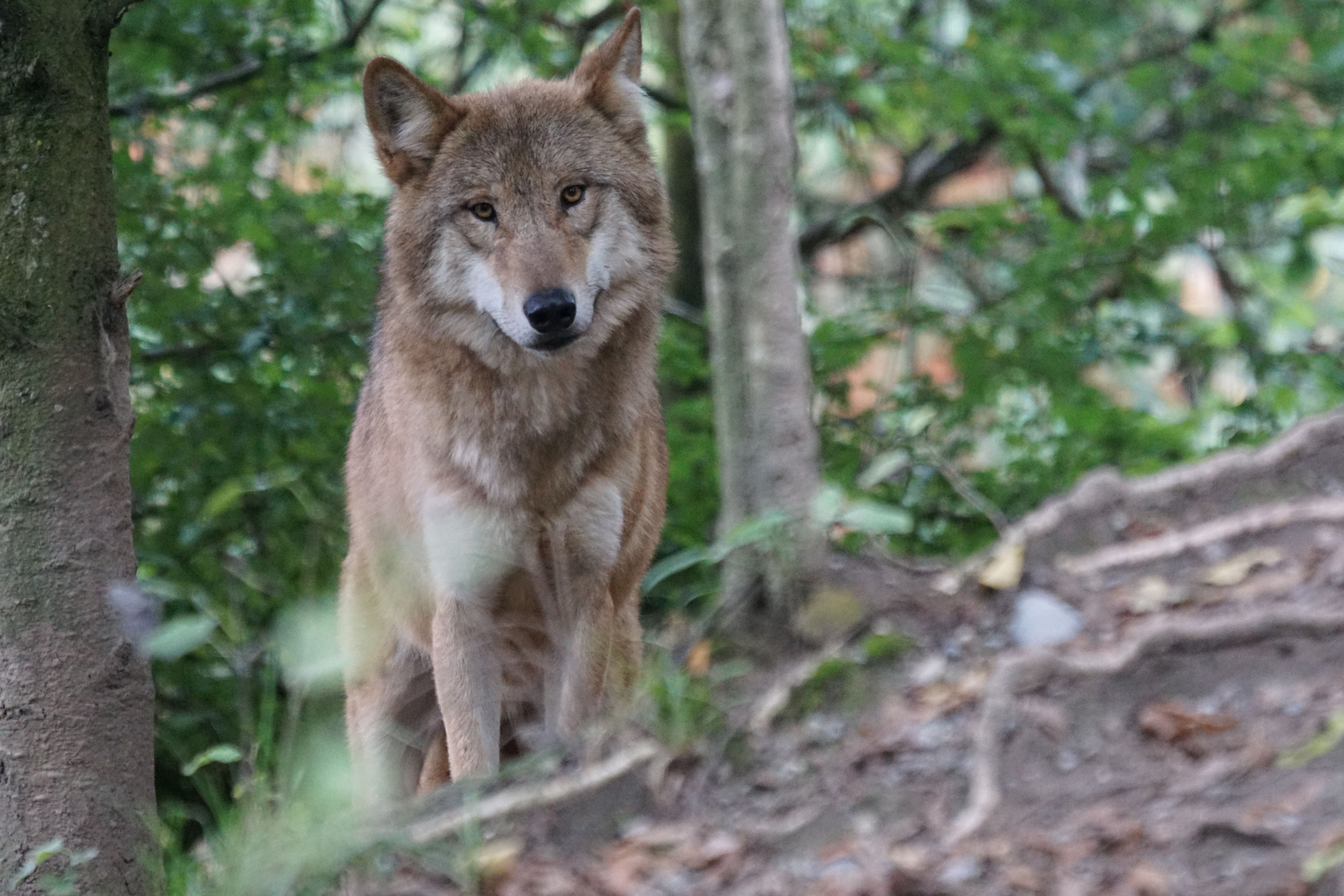 selective focus, brown, 5K, plant, day, attention, animals In The Wild, photo, animal, european wolf, carnivore, one animal, wolf, wildlife, outdoors, HD Wallpaper