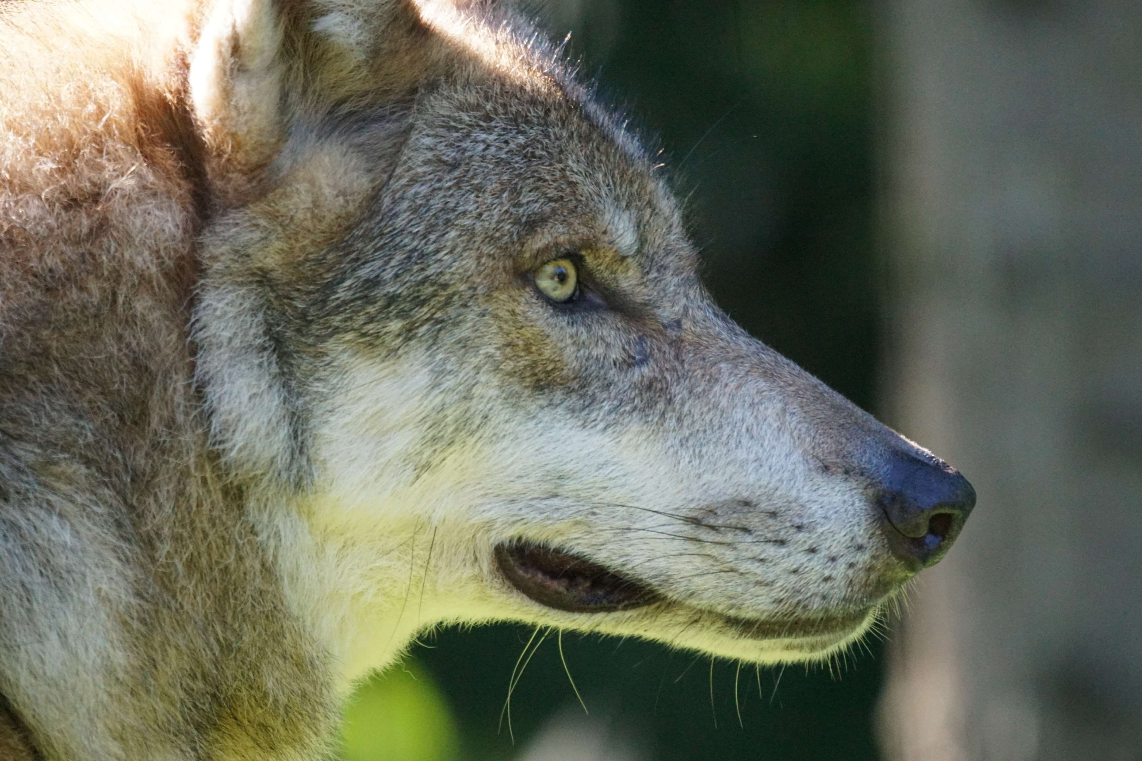 one animal, animal head, animal, carnivores, day, wildlife photography, attention, european wolf, looking, animal themes, side view, mammal, canis lupus, HD Wallpaper