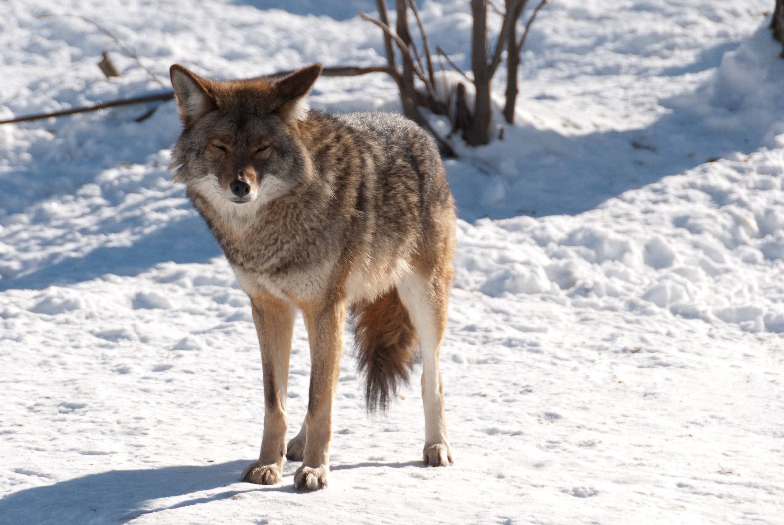 animals In The Wild, snow, near, 1080P, winter, animal, wildlife, standing, gray Wolf, bare, gray, outdoors, beige, mammal, carnivore, nature, wolf, Parc Omega, HD Wallpaper
