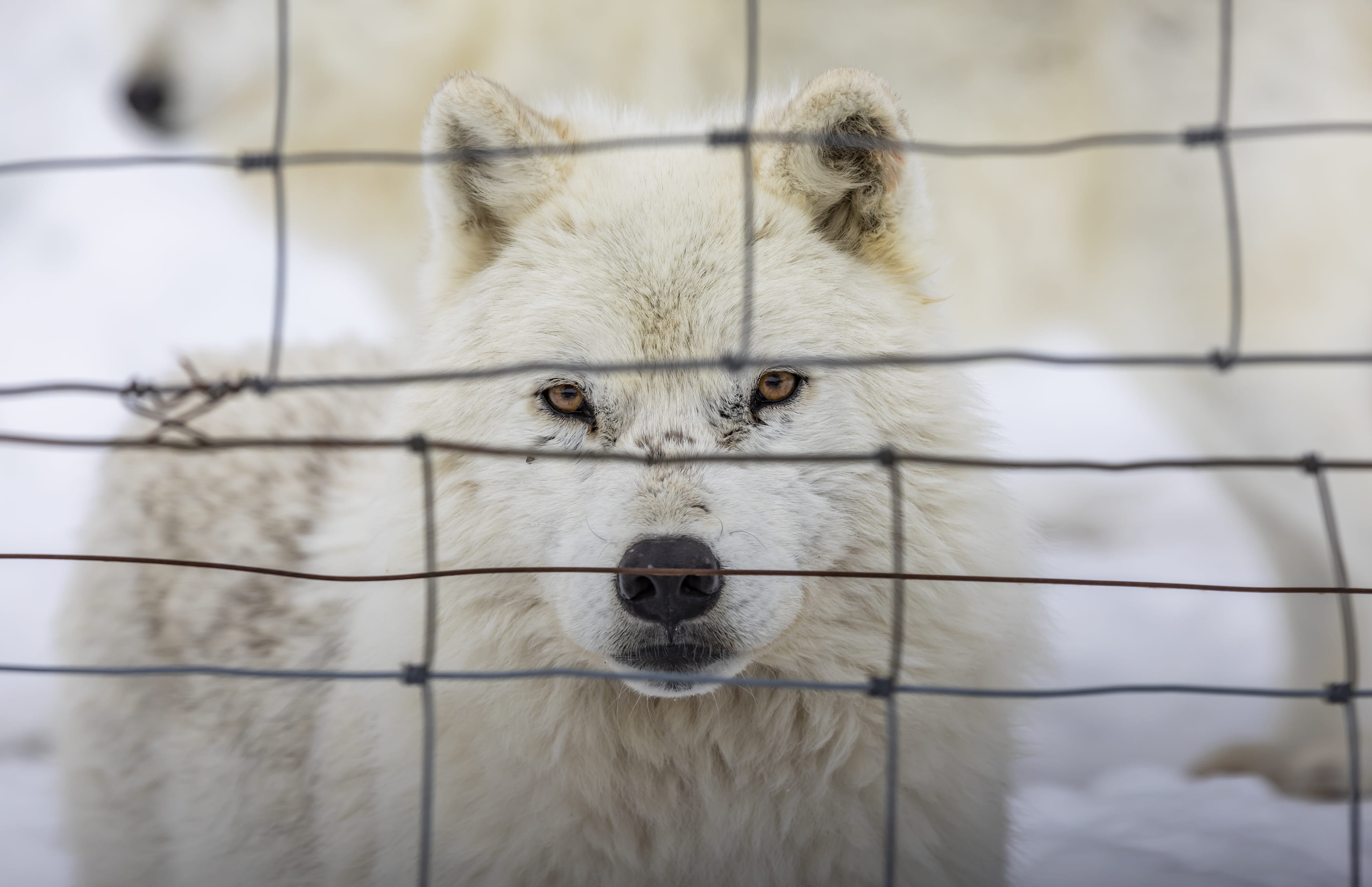 wolf, loup, focus on foreground, vertebrate, montebello, wildlife, dog, animal wildlife, quebec, white dog, fence, pet, one animal, arctic wolf, boundary, HD Wallpaper