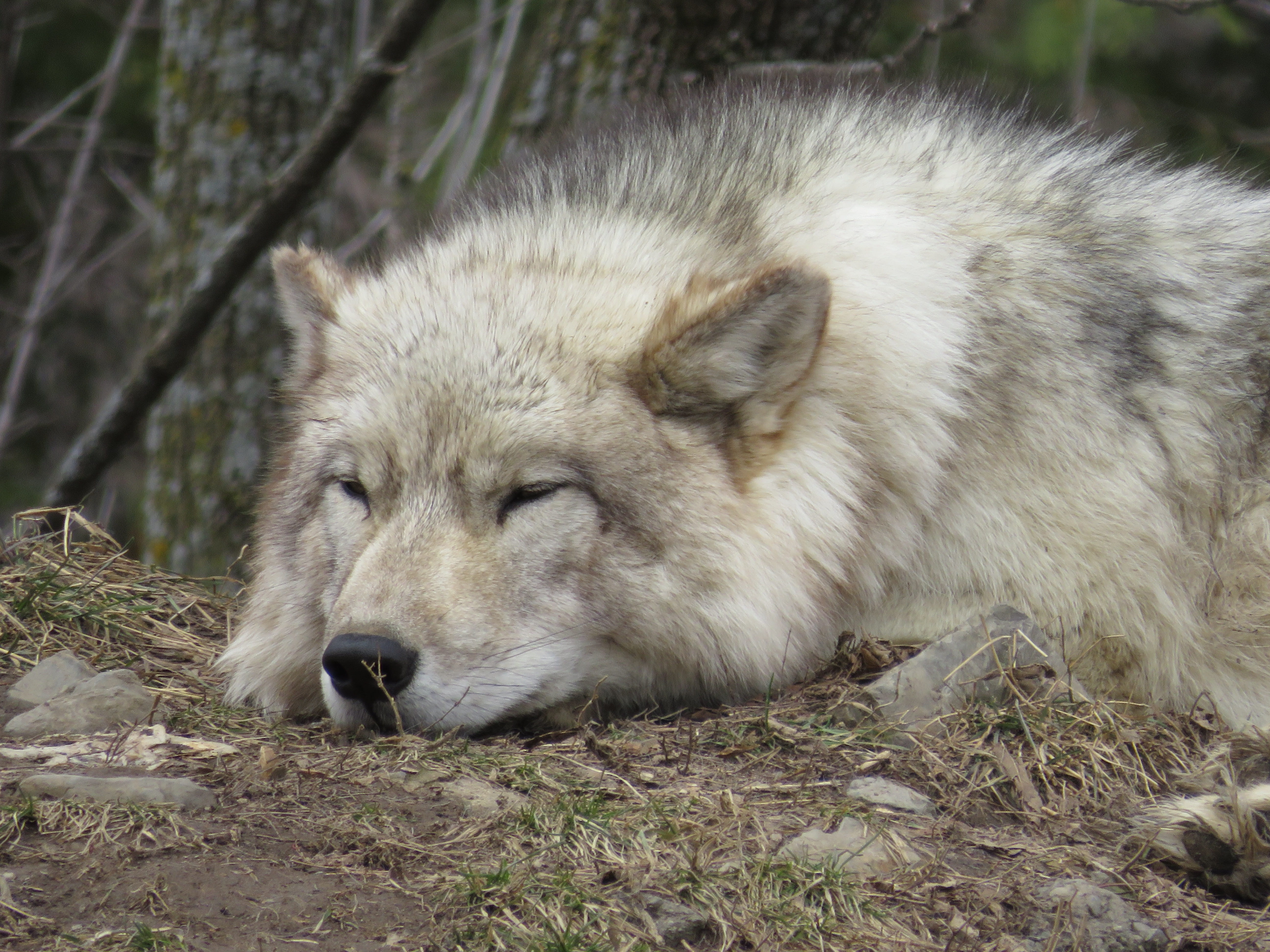 looking, wolf, close-up, nature, tree, animal themes, sleeping, fur, rest, forest, snout, animals in the wild, outdoors, tired, parc omega, animal head, HD Wallpaper