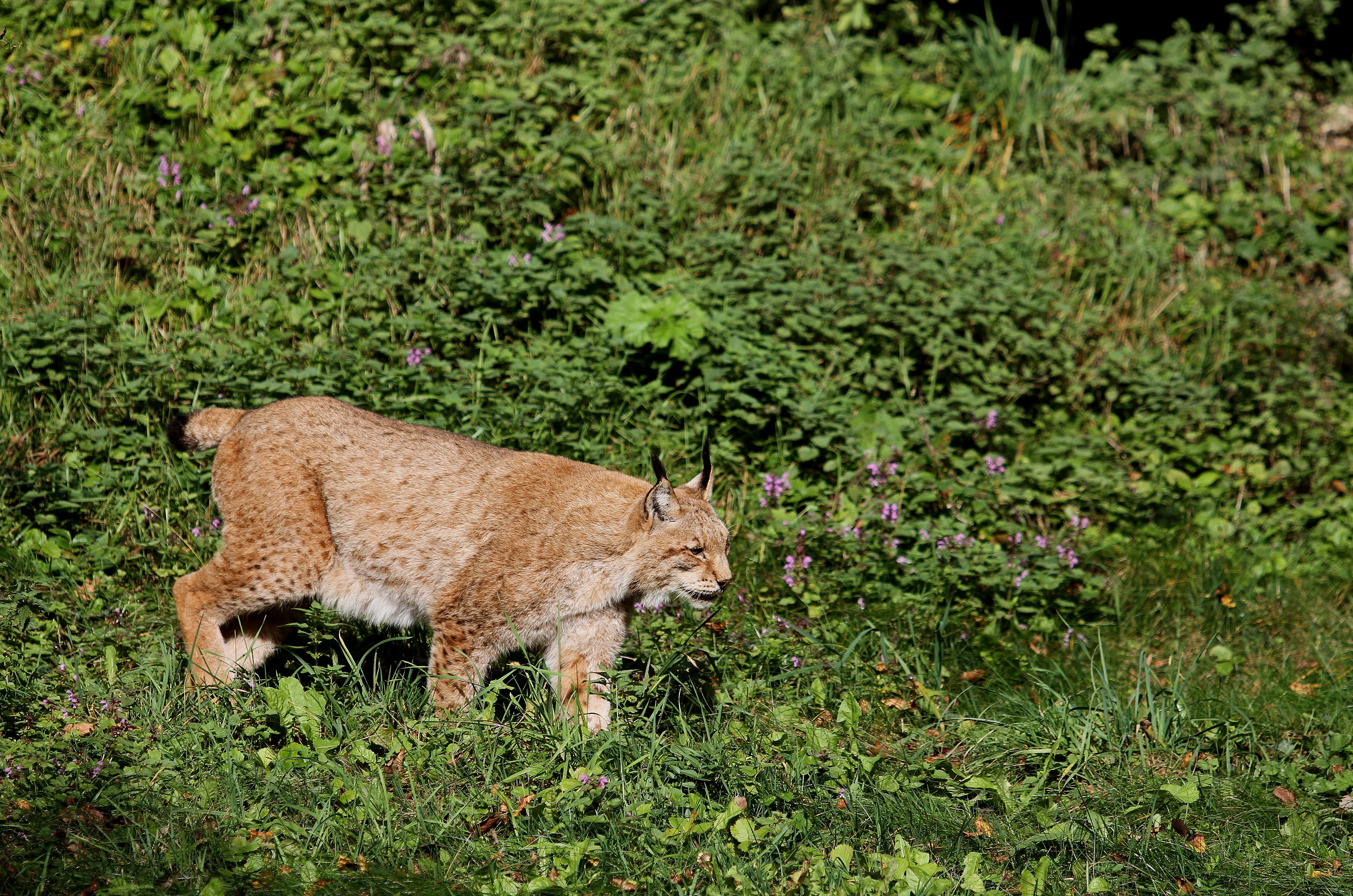 day, eurasischer lynx, outdoors, animals in the wild, green color, land, cat, one animal, animal, nature, 4K, vertebrate, no people, mammal, predator, HD Wallpaper