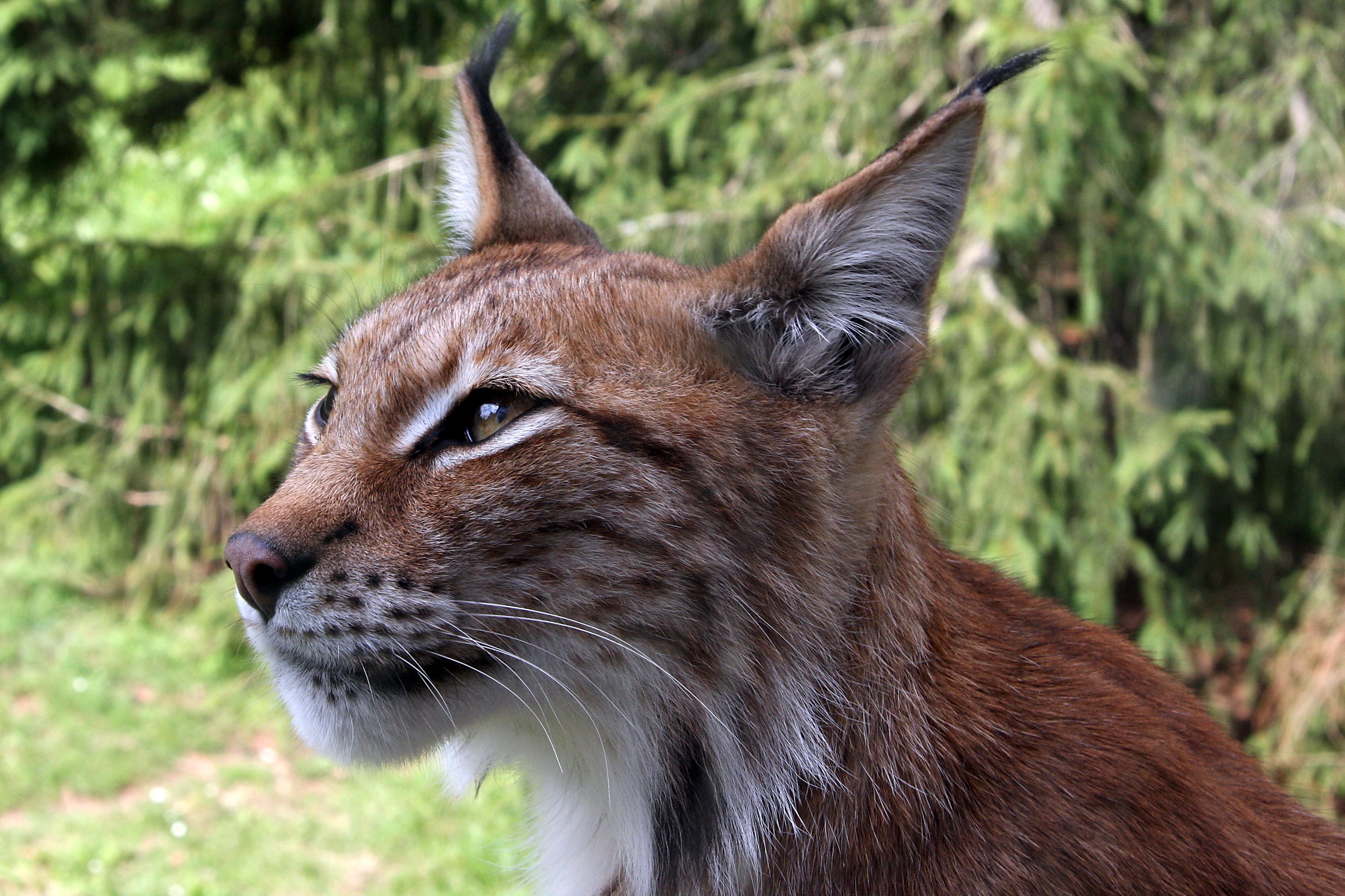 focus on foreground, animal, brown, lynx, 2K, wild, photo, close-up, mammal, animal wildlife, whisker, animal eye, threatened, no people, mouth open, lynx lynx, HD Wallpaper
