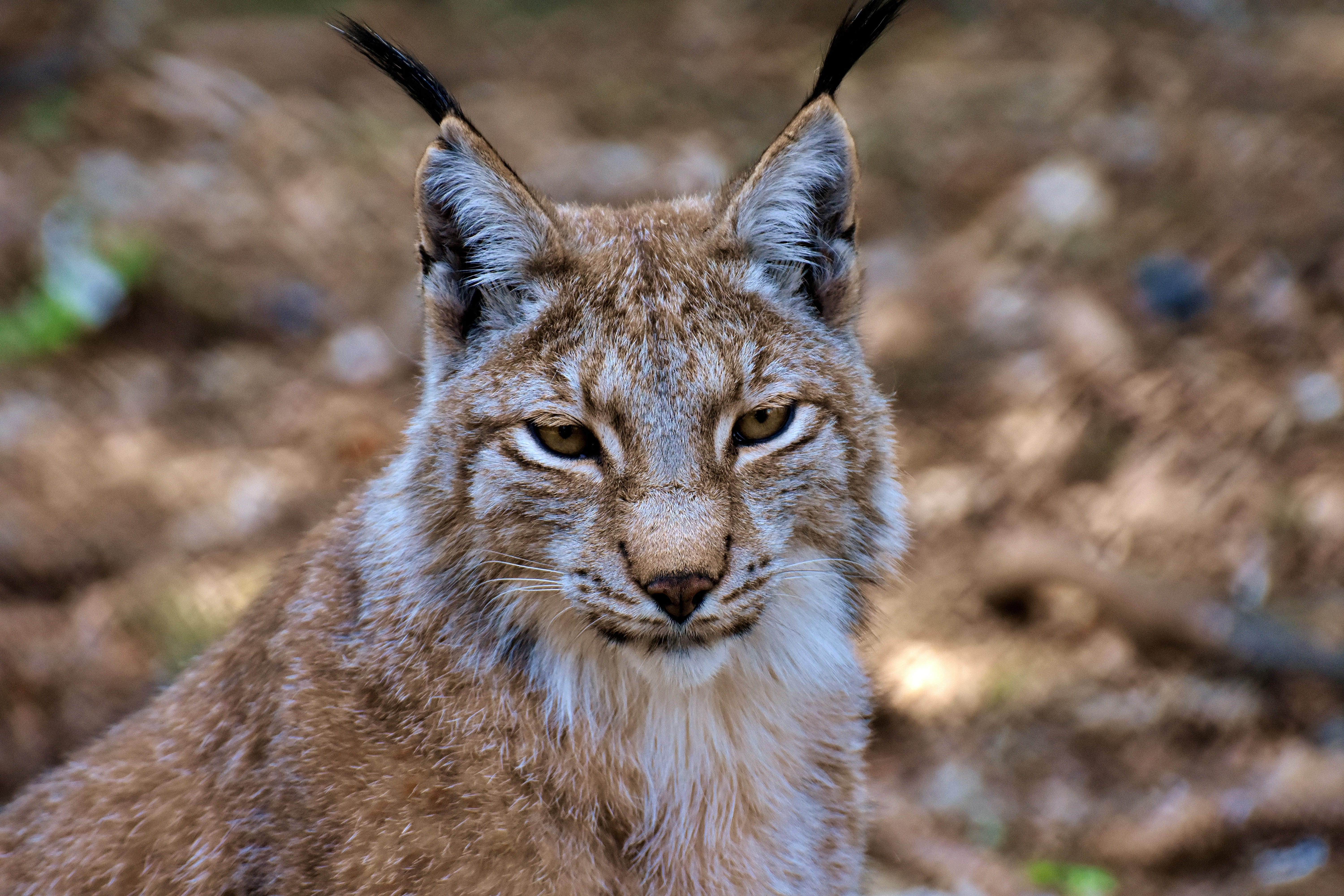 cat, mammals, portrait, animal world, hunter, animal eye, wildlife photography, animal body part, no people, close-up, brown, looking at camera, carnivores, HD Wallpaper