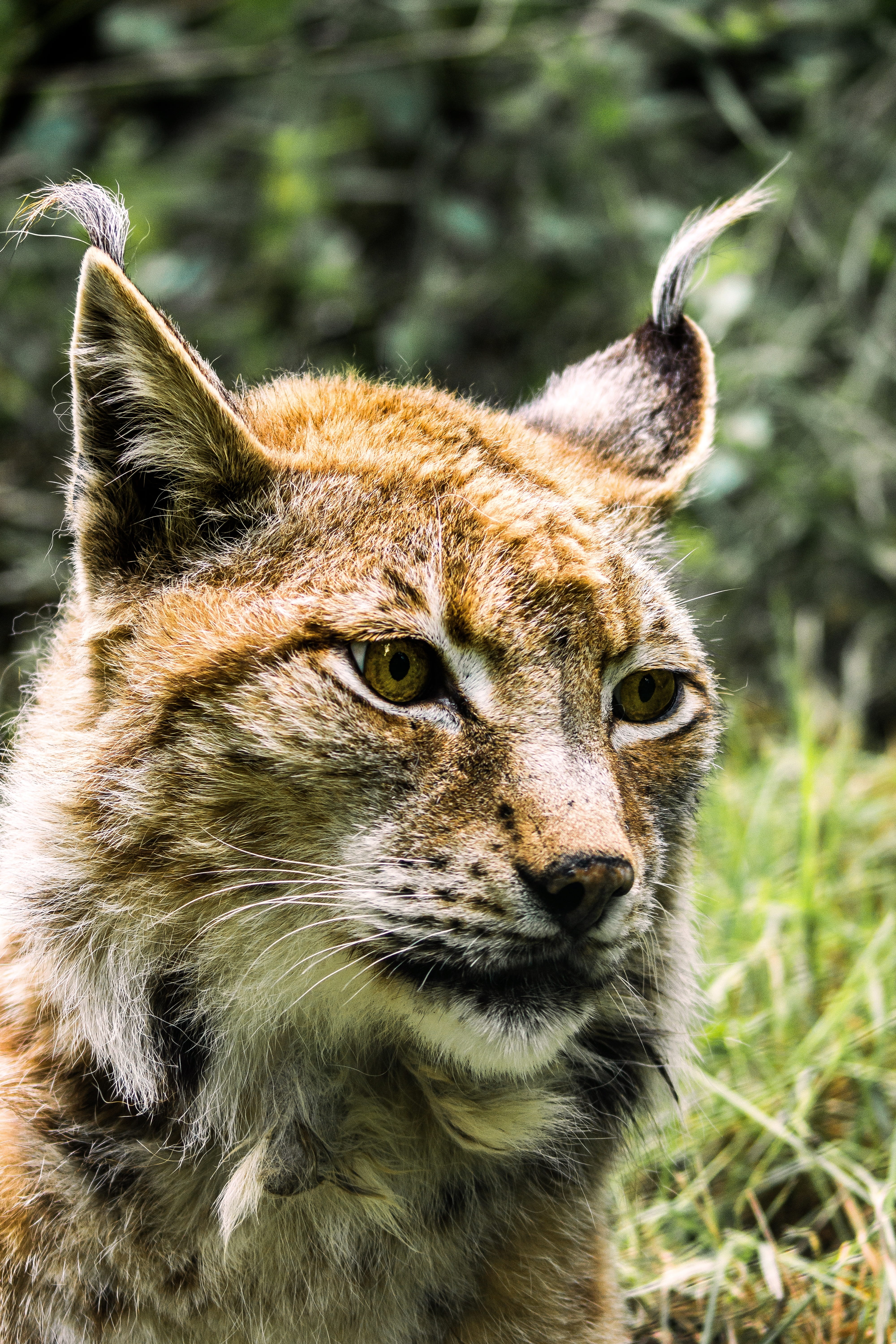 no people, one animal, wildcat, 5K, wild, looking, cat, focus on foreground, animal portrait, whisker, carnivores, national park, animal wildlife, big cat, Phone HD Wallpaper